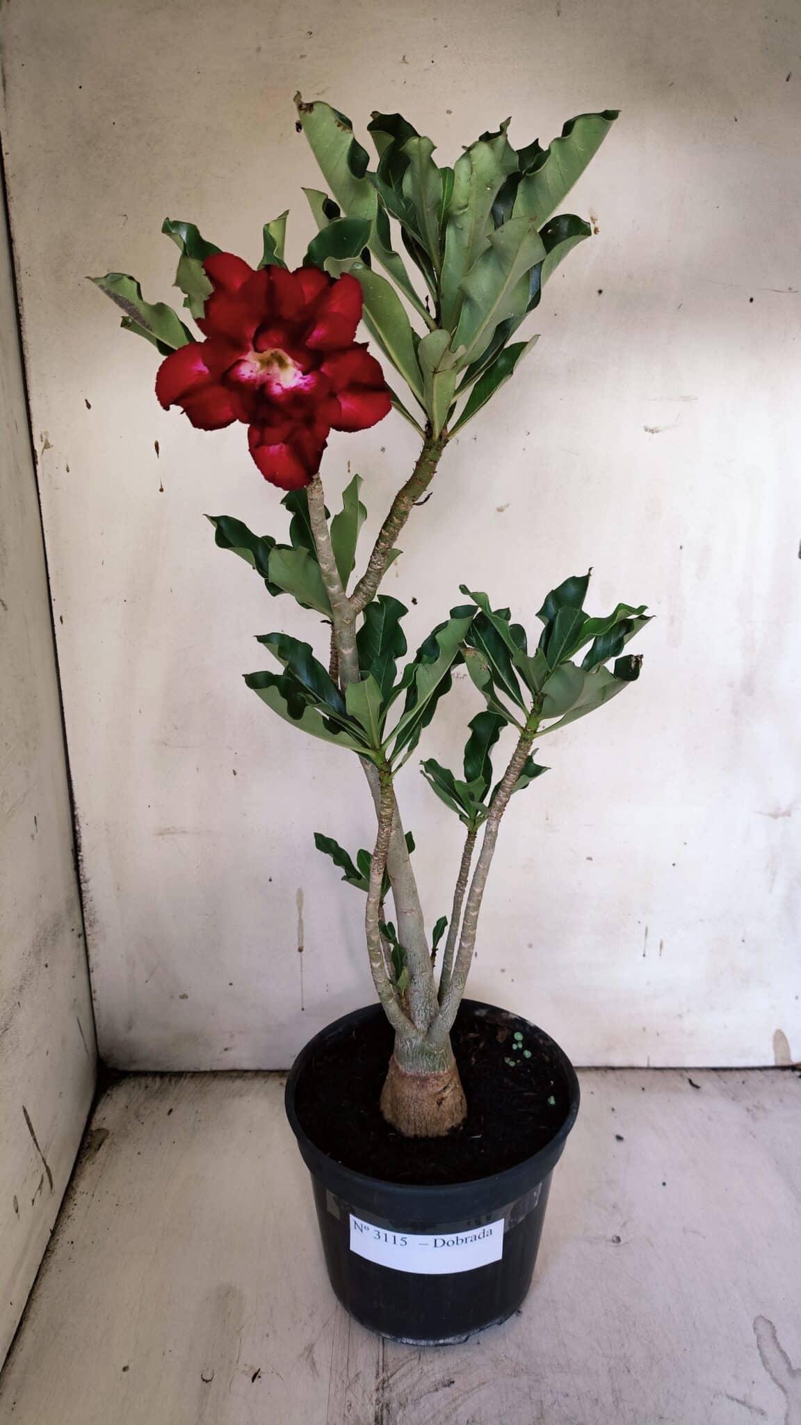 Planta Dobrada 3115 – 35cm – 03 anos