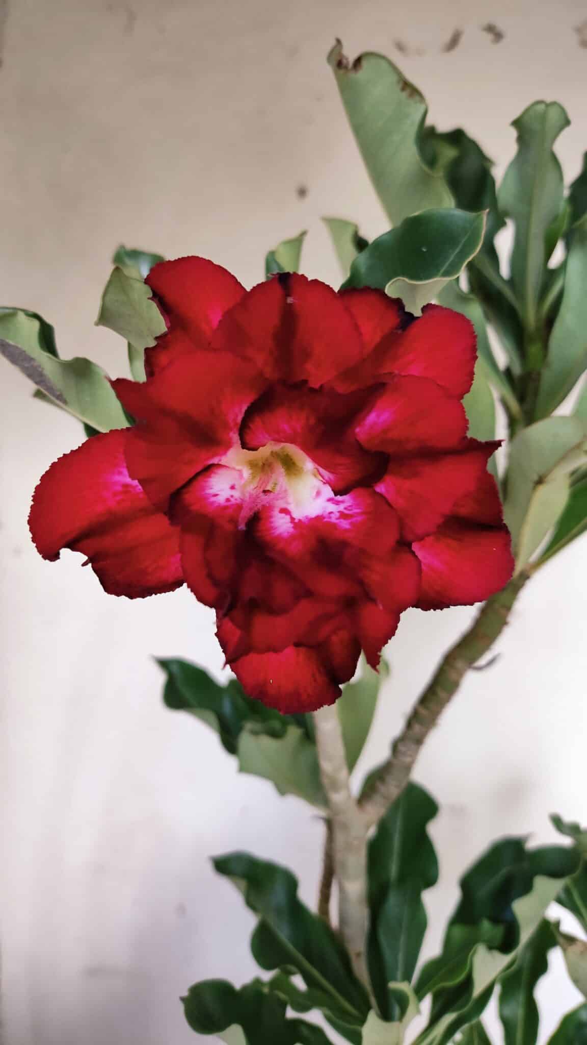 Planta Dobrada 3115 – 35cm – 03 anos