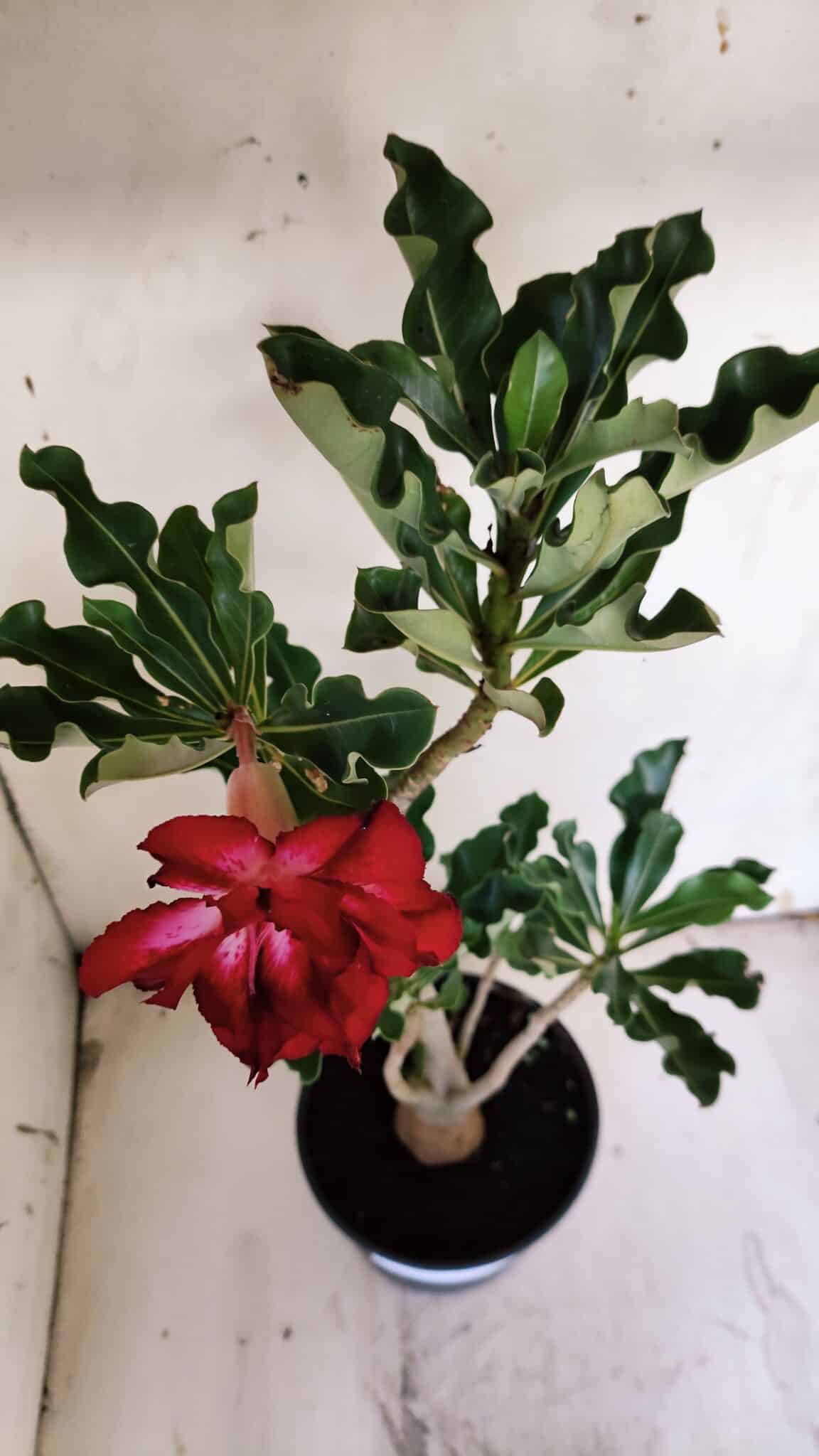 Planta Dobrada 3115 – 35cm – 03 anos