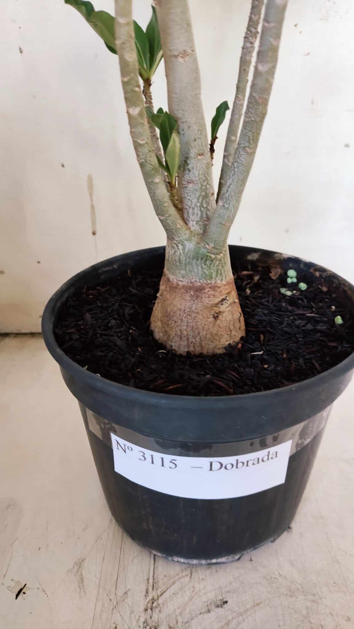 Planta Dobrada 3115 – 35cm – 03 anos