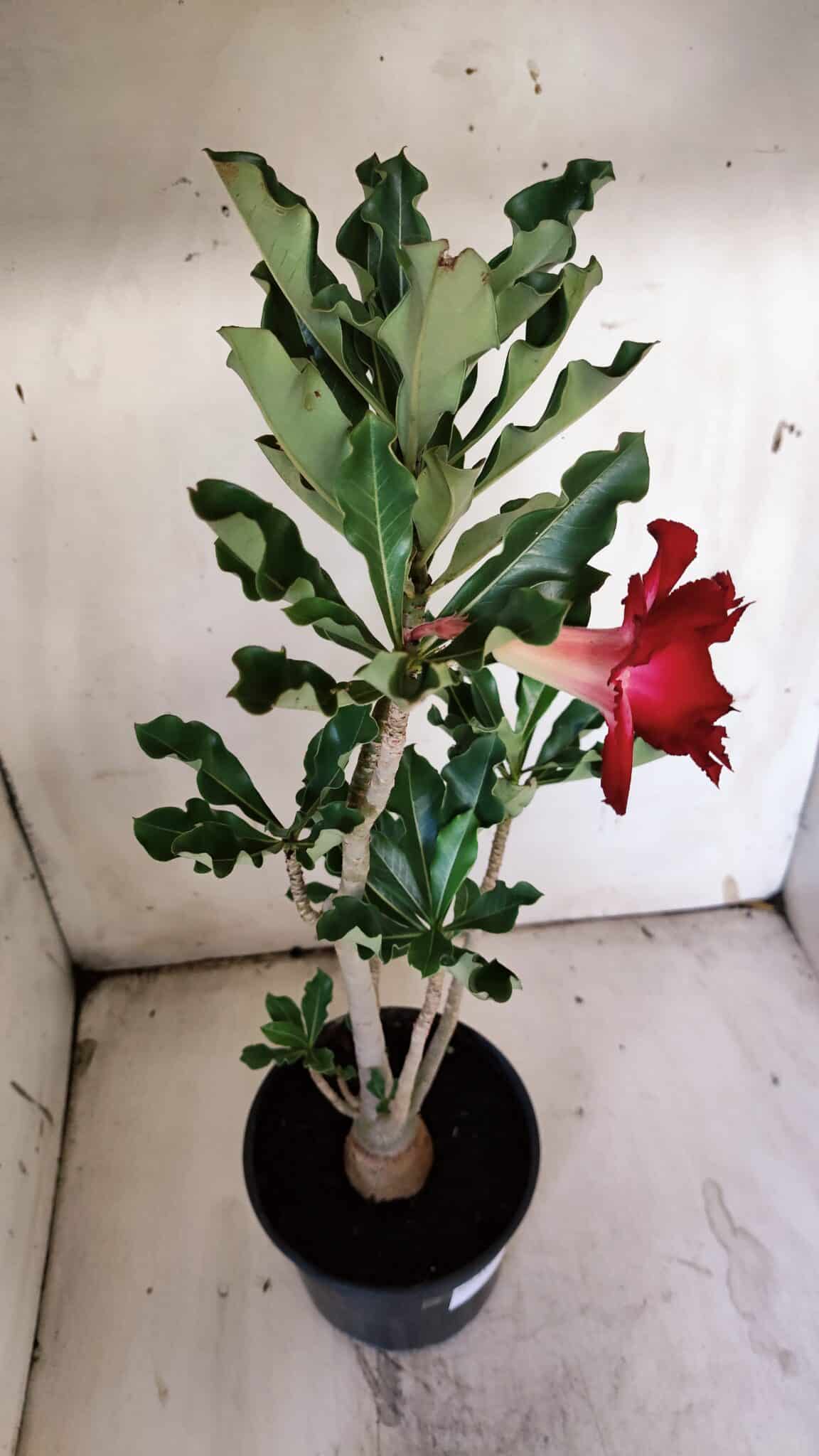Planta Dobrada 3115 – 35cm – 03 anos