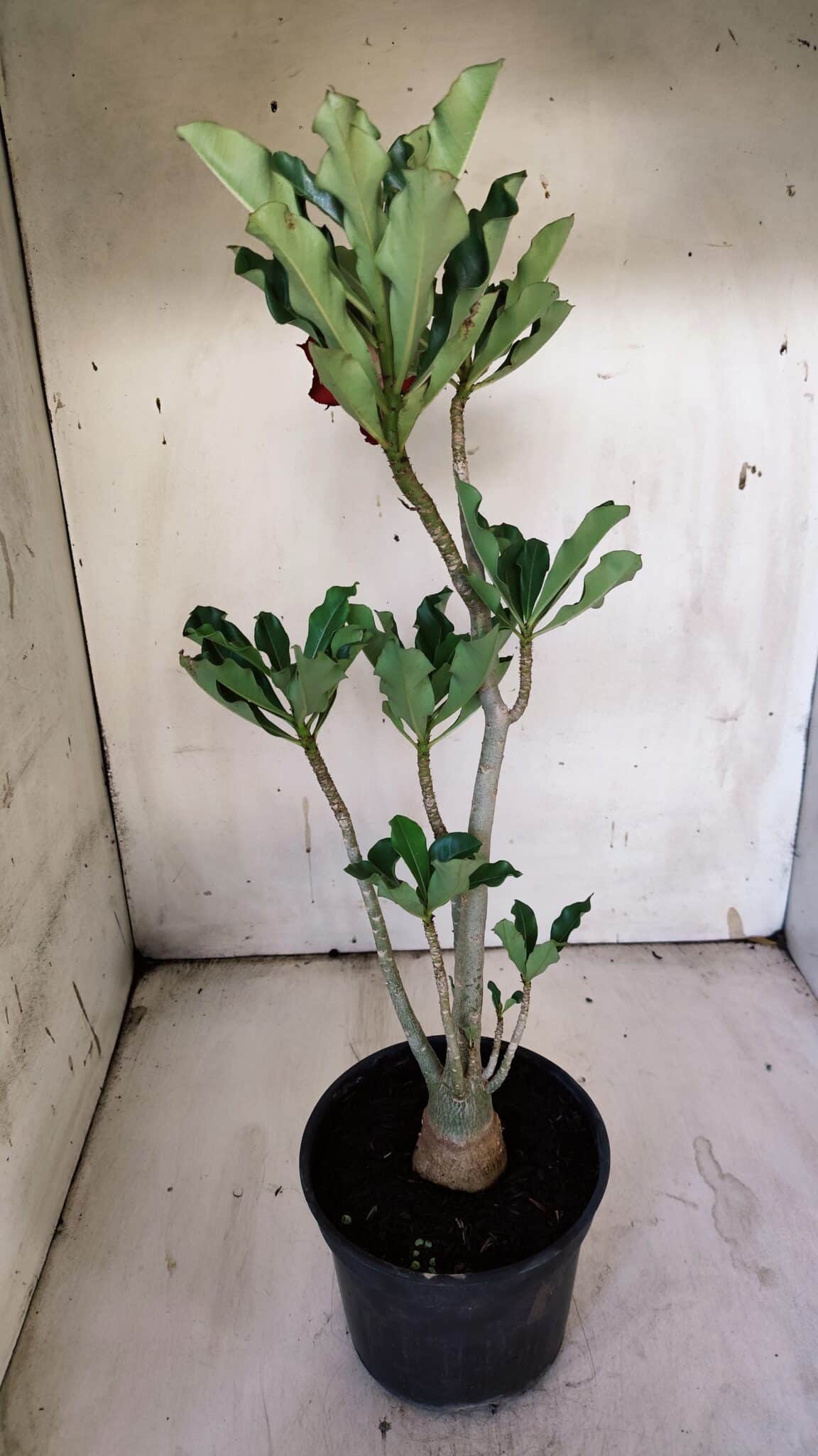Planta Dobrada 3115 – 35cm – 03 anos