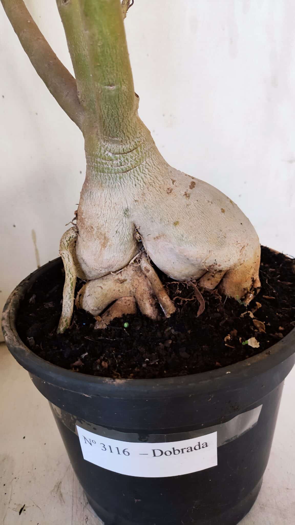 Planta Dobrada 3116 – 60cm – 05 anos