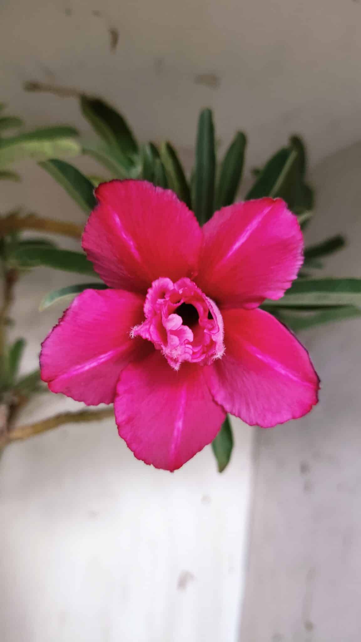 Planta Dobrada 3116 – 60cm – 05 anos