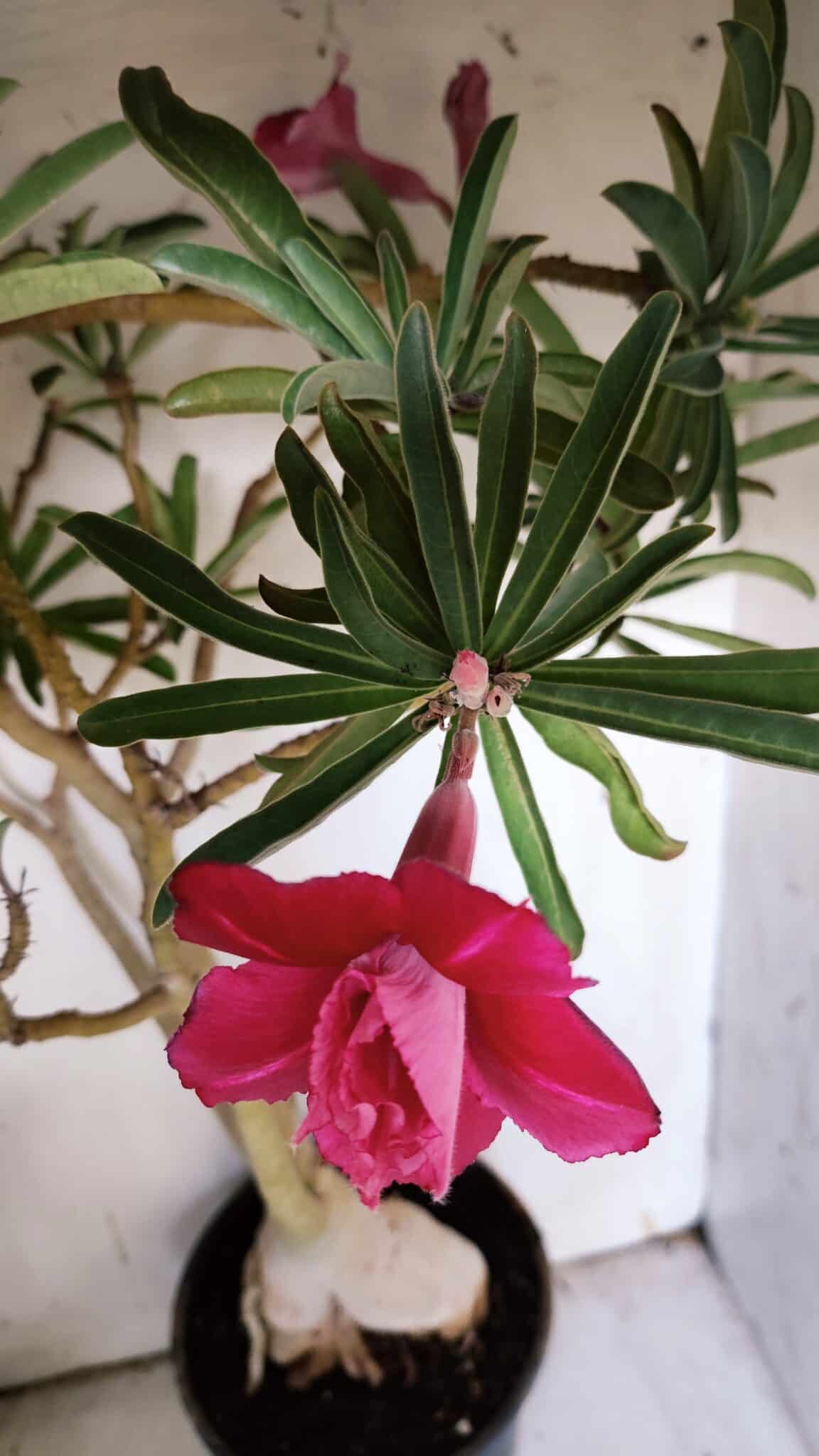 Planta Dobrada 3116 – 60cm – 05 anos