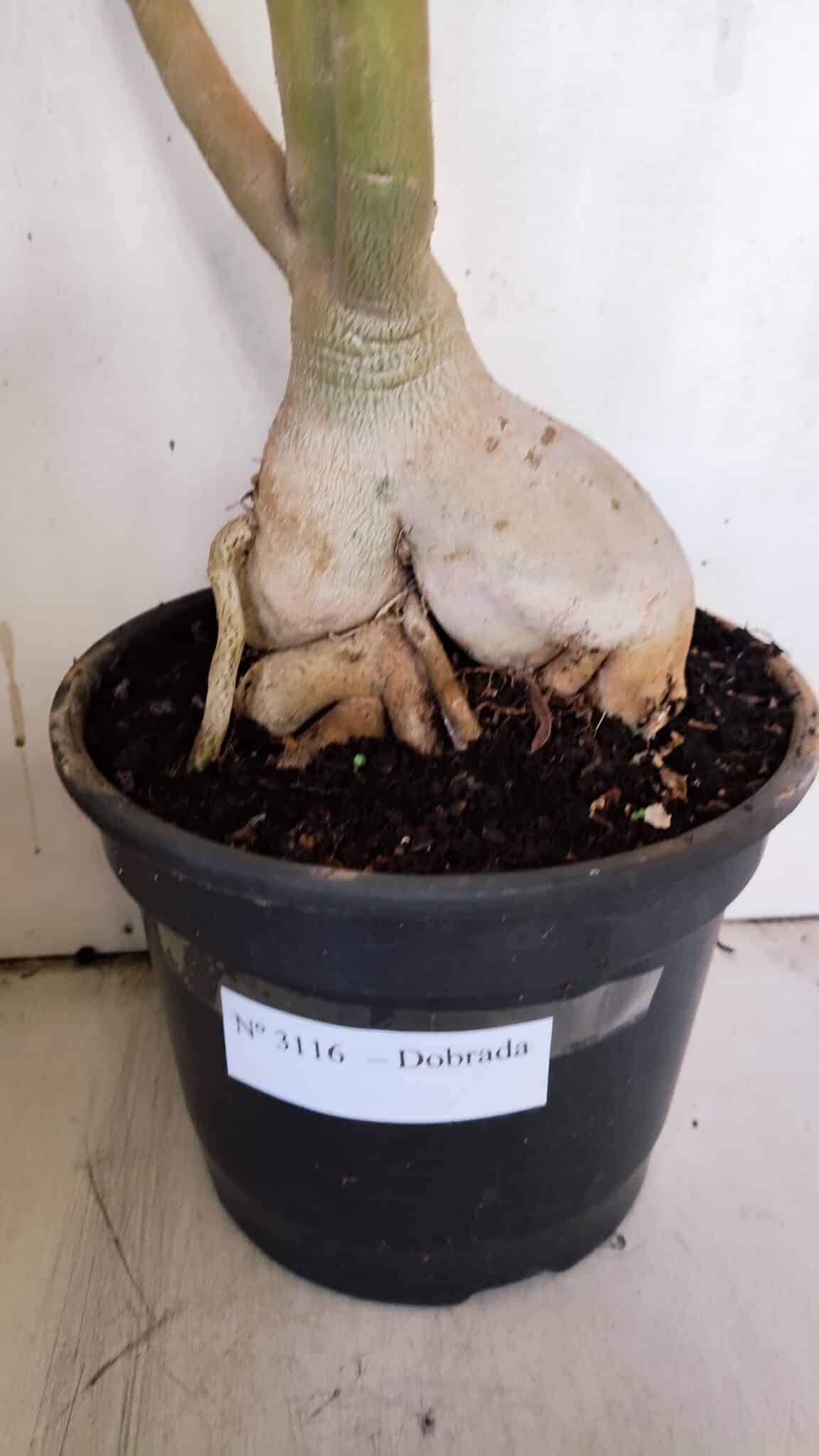 Planta Dobrada 3116 – 60cm – 05 anos