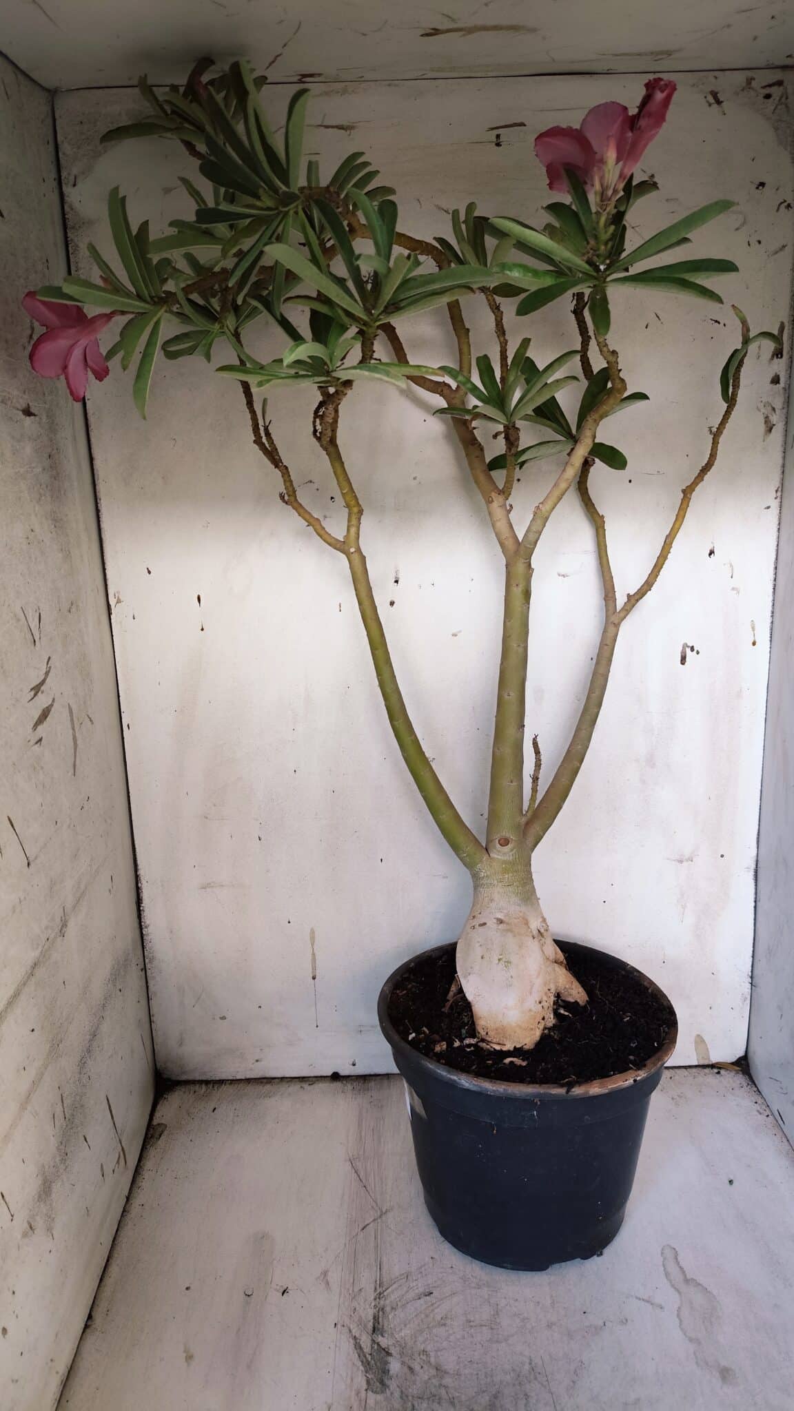 Planta Dobrada 3116 – 60cm – 05 anos