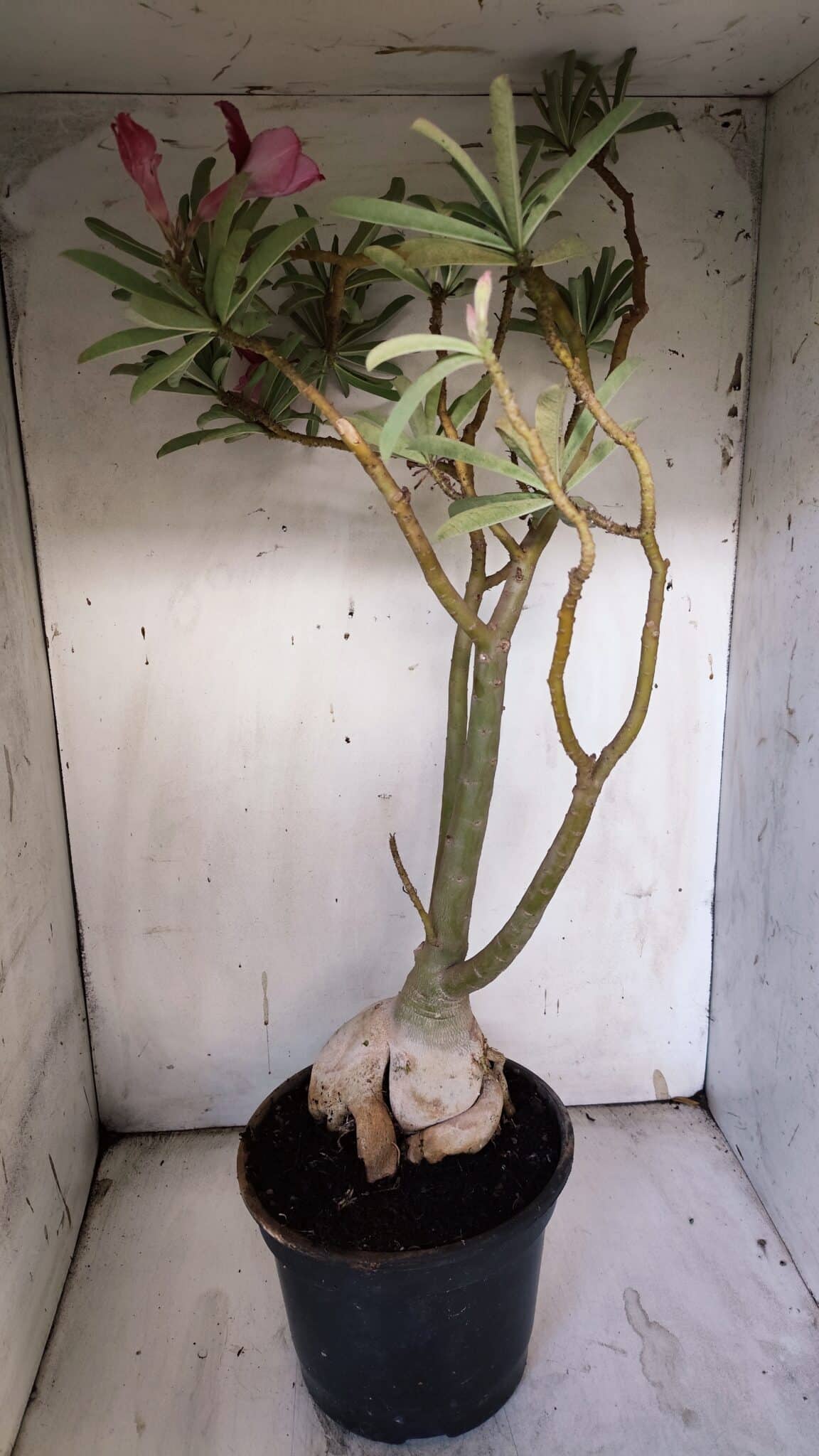 Planta Dobrada 3116 – 60cm – 05 anos
