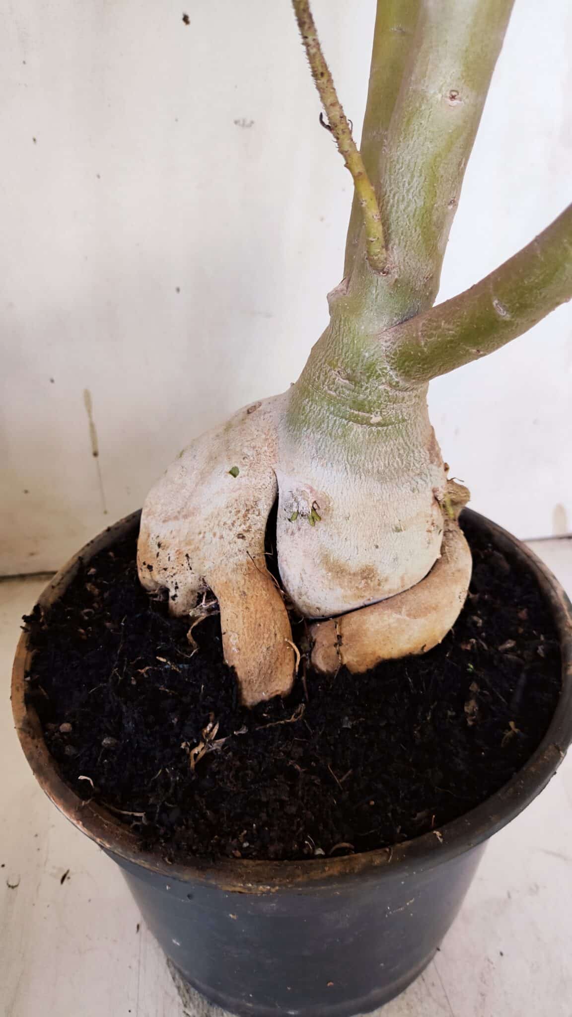 Planta Dobrada 3116 – 60cm – 05 anos