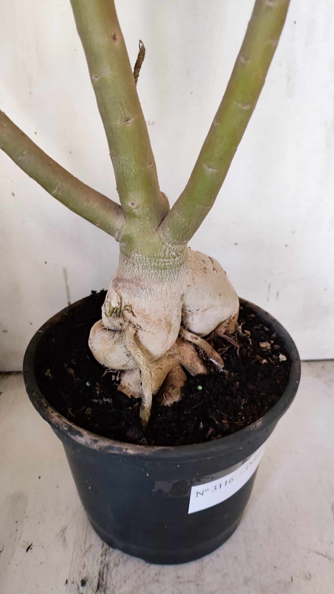 Planta Dobrada 3116 – 60cm – 05 anos