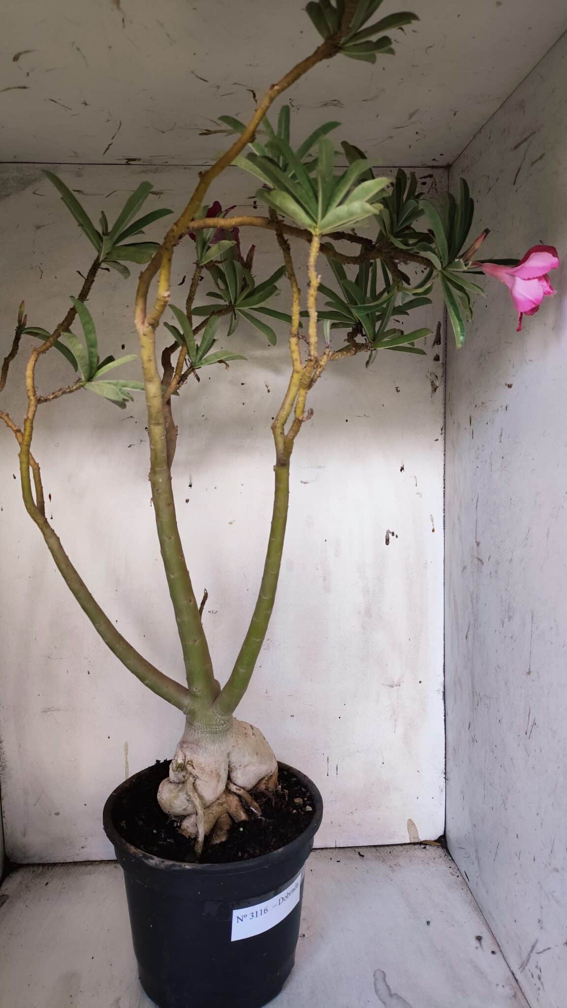 Planta Dobrada 3116 – 60cm – 05 anos