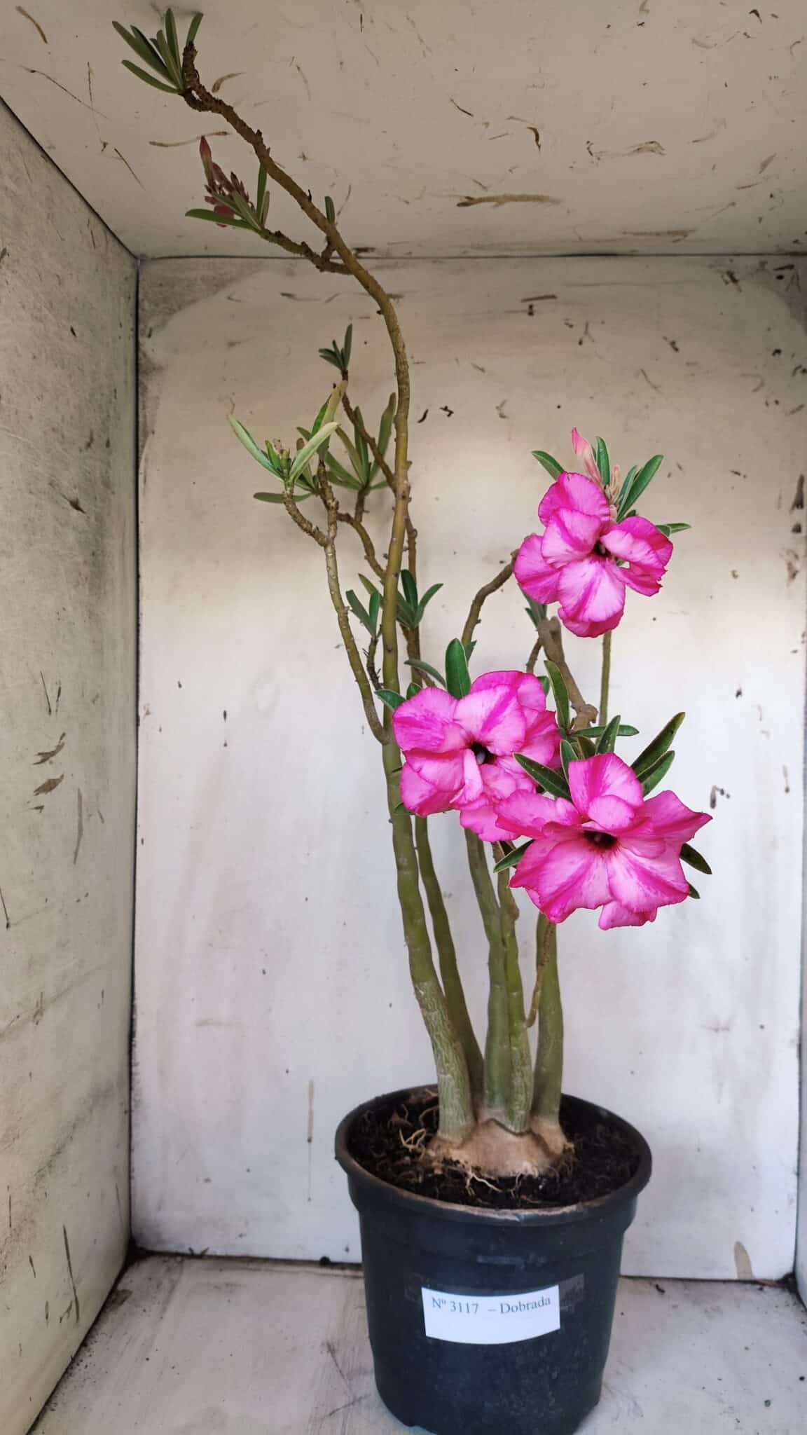 Planta Dobrada 3117 – 60cm – 05 anos