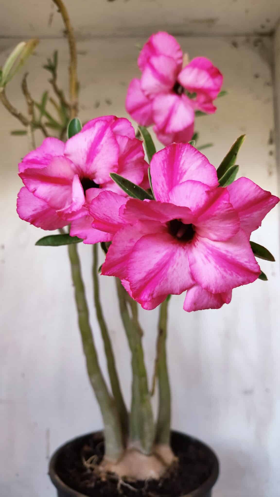 Planta Dobrada 3117 – 60cm – 05 anos
