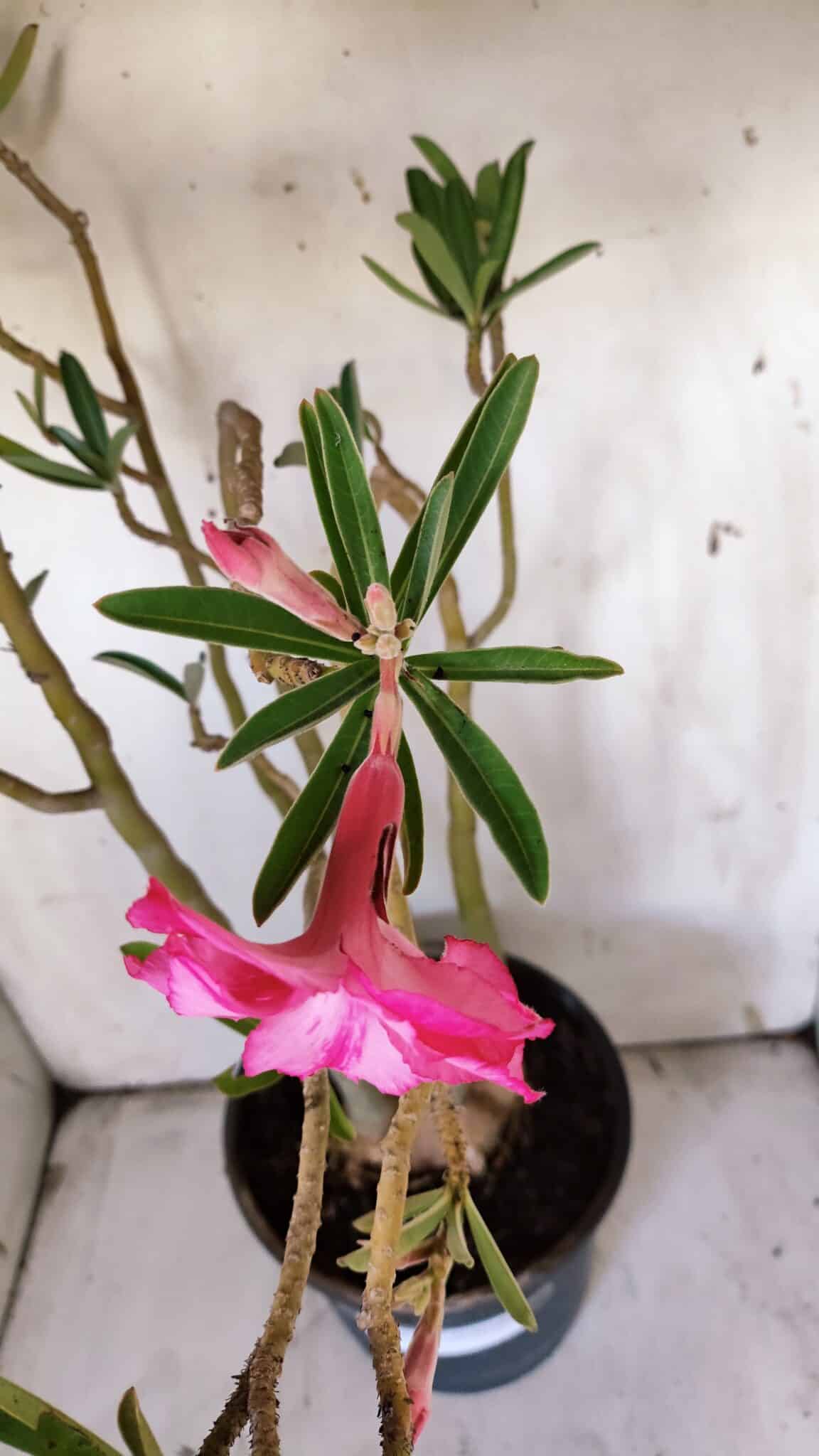 Planta Dobrada 3117 – 60cm – 05 anos