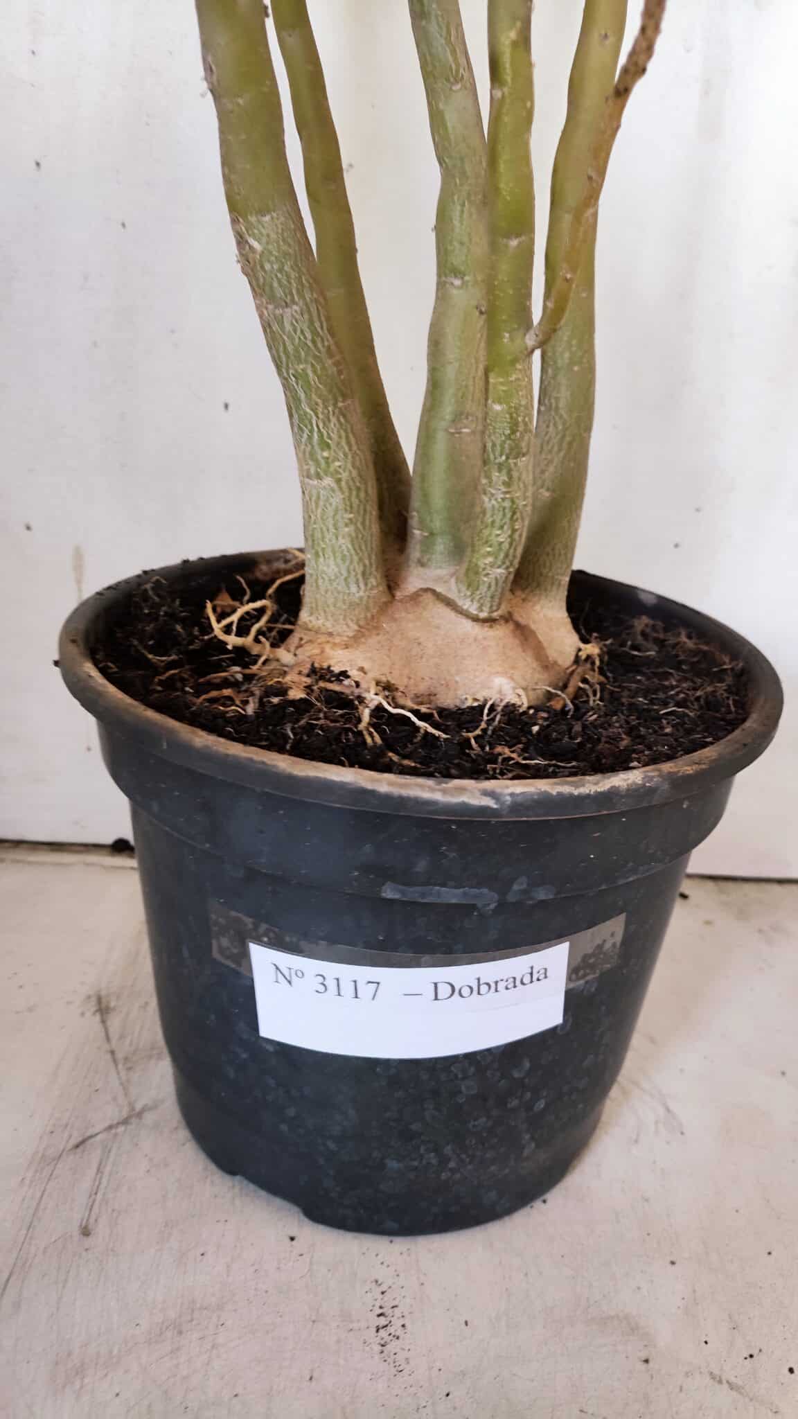 Planta Dobrada 3117 – 60cm – 05 anos