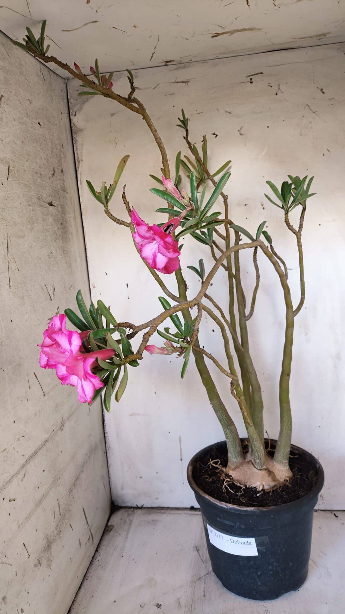 Planta Dobrada 3117 – 60cm – 05 anos