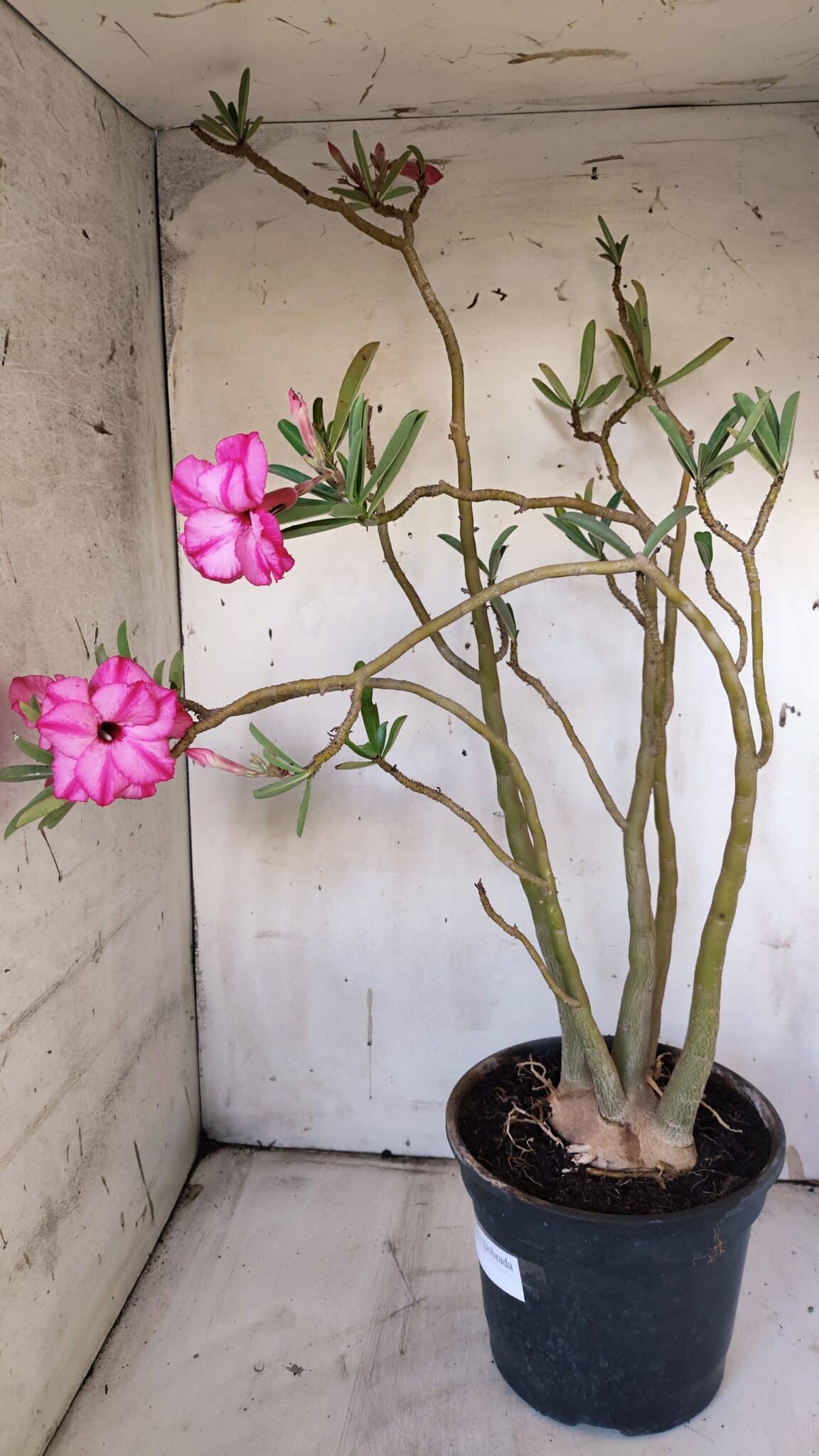 Planta Dobrada 3117 – 60cm – 05 anos