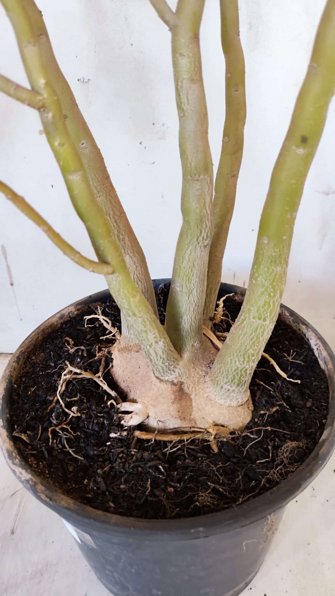 Planta Dobrada 3117 – 60cm – 05 anos