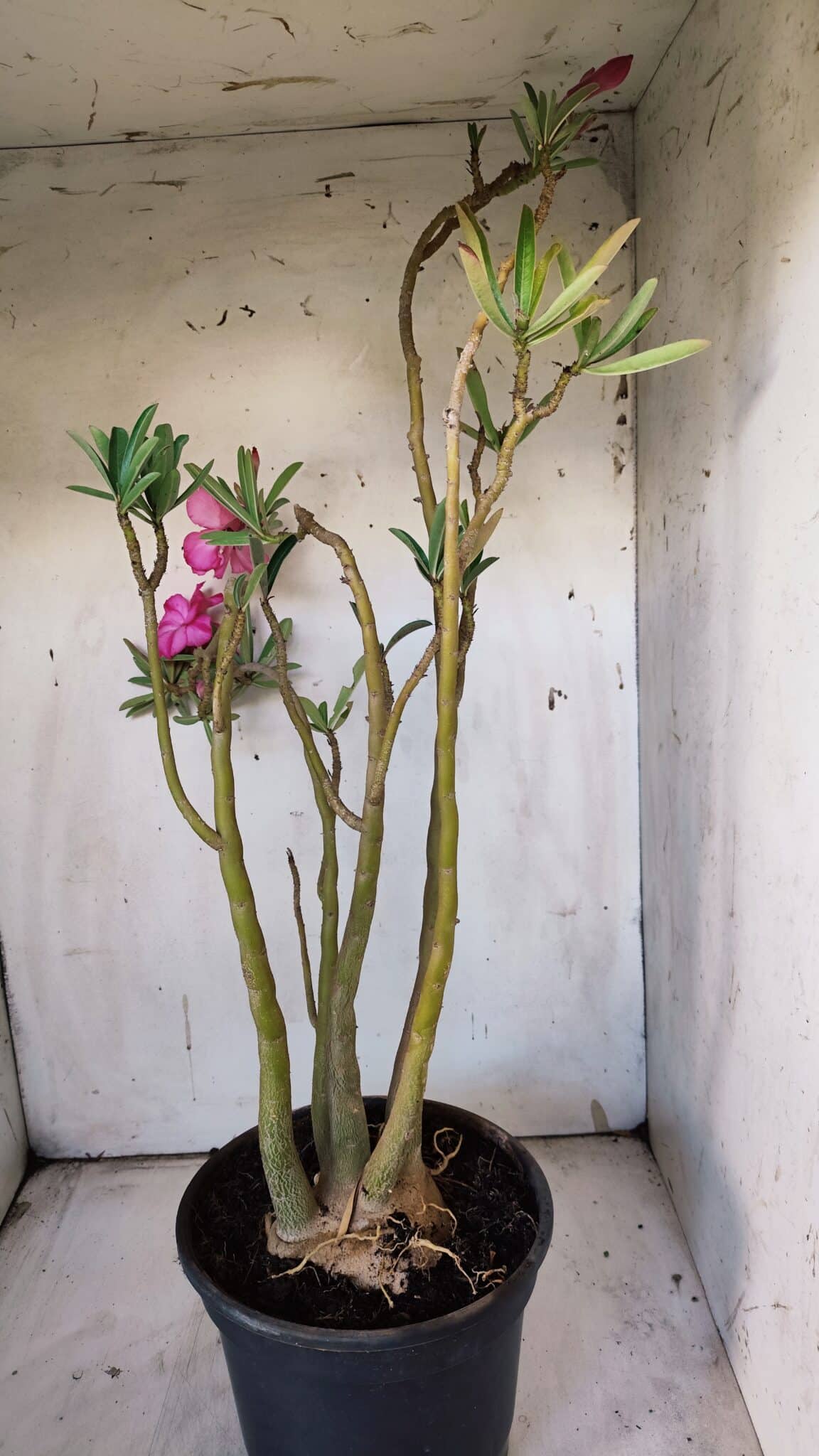 Planta Dobrada 3117 – 60cm – 05 anos