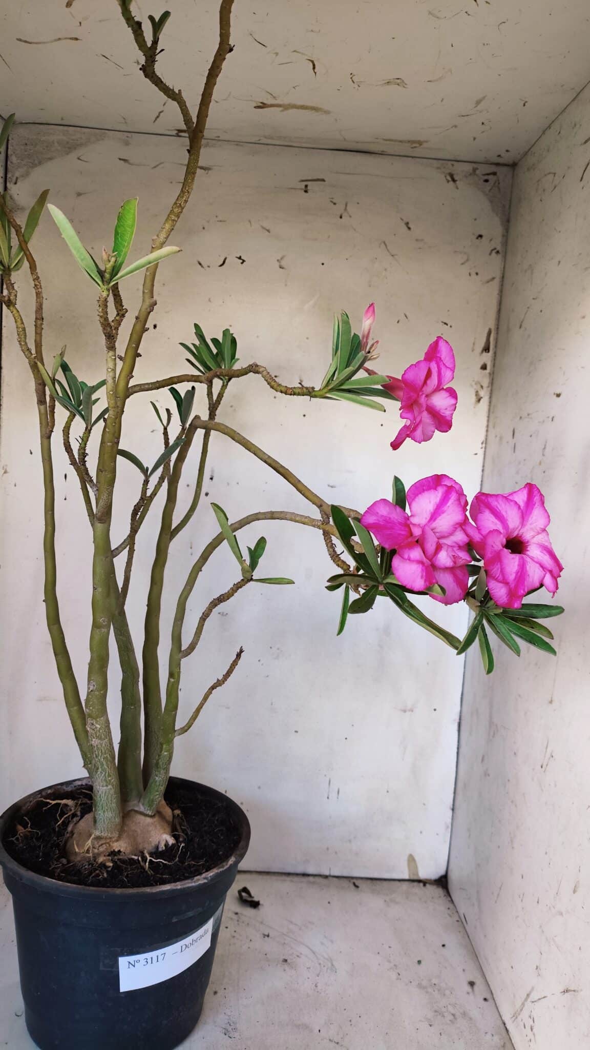 Planta Dobrada 3117 – 60cm – 05 anos