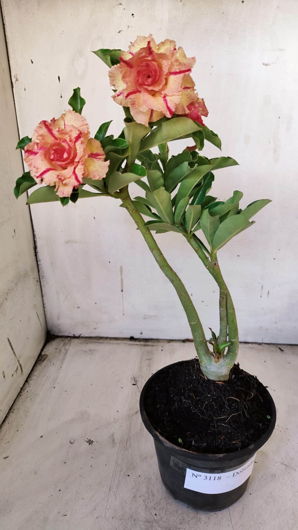 Planta Dobrada 3118 – 30cm – 02 anos