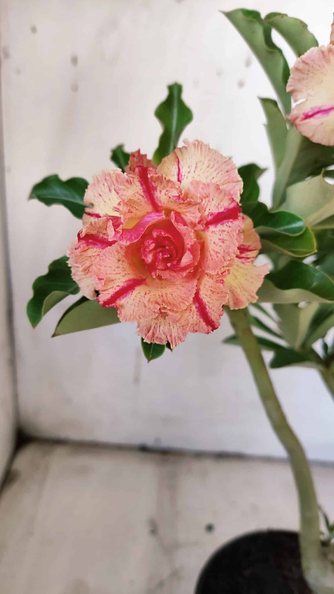 Planta Dobrada 3118 – 30cm – 02 anos