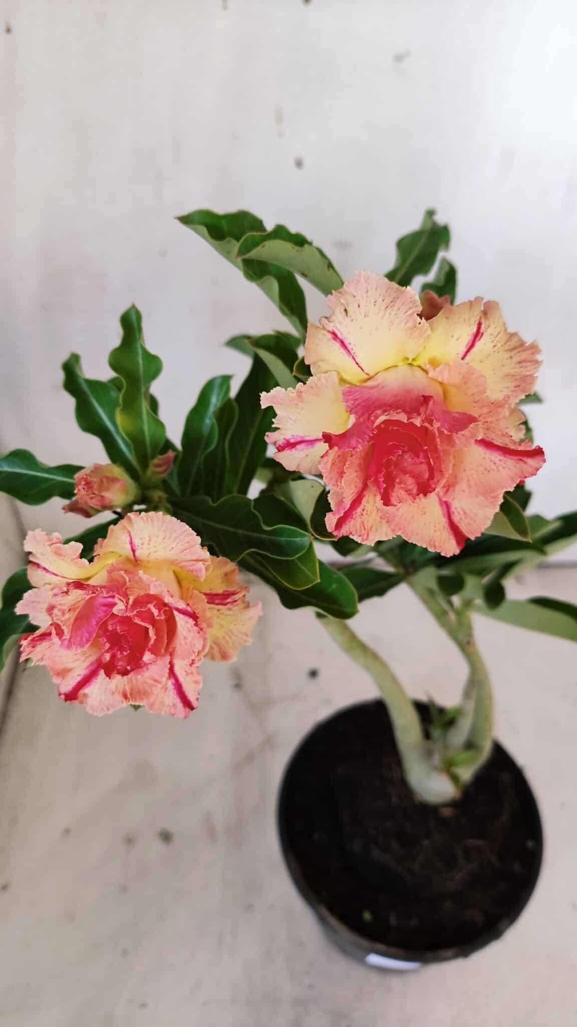 Planta Dobrada 3118 – 30cm – 02 anos