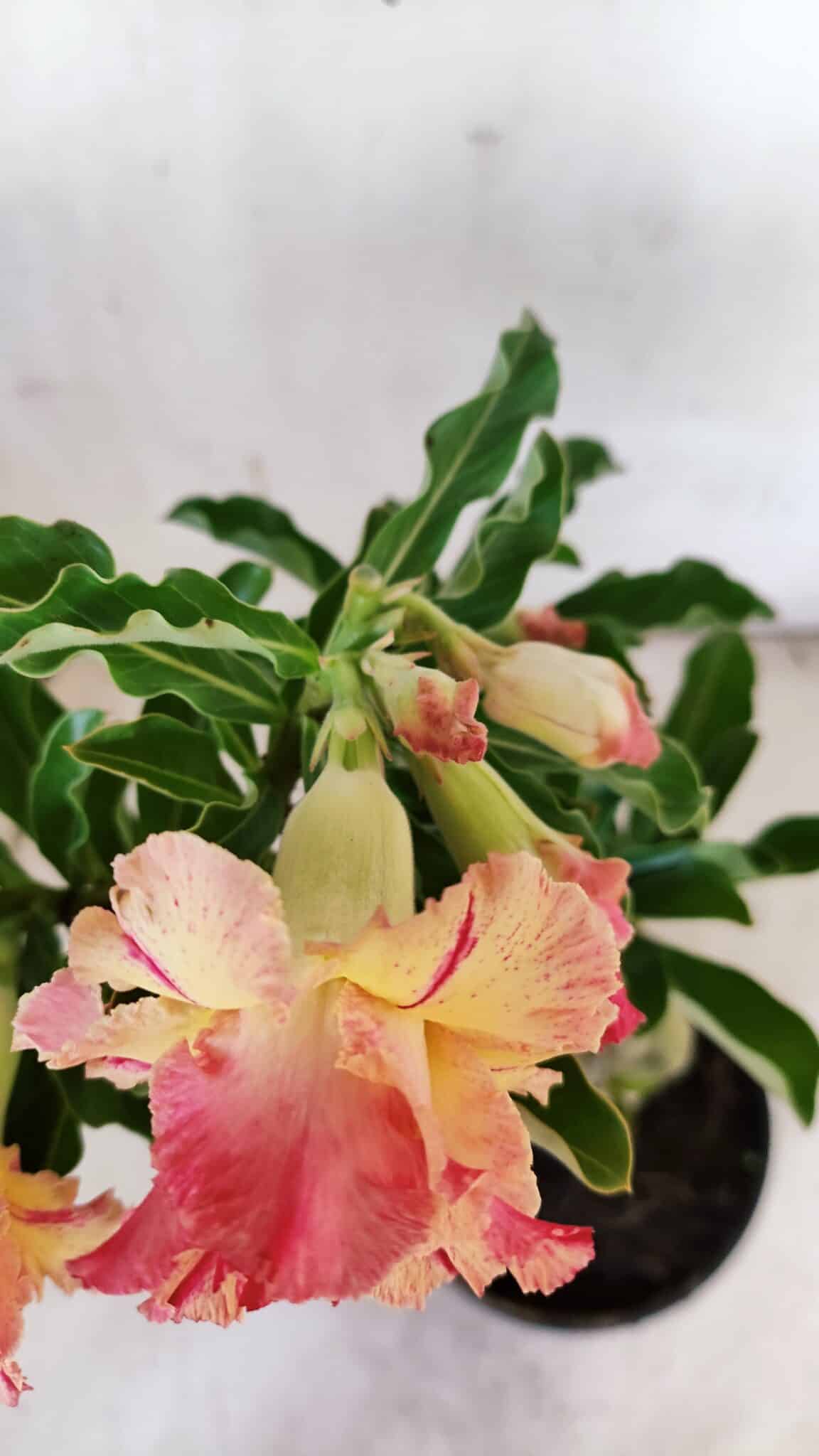 Planta Dobrada 3118 – 30cm – 02 anos