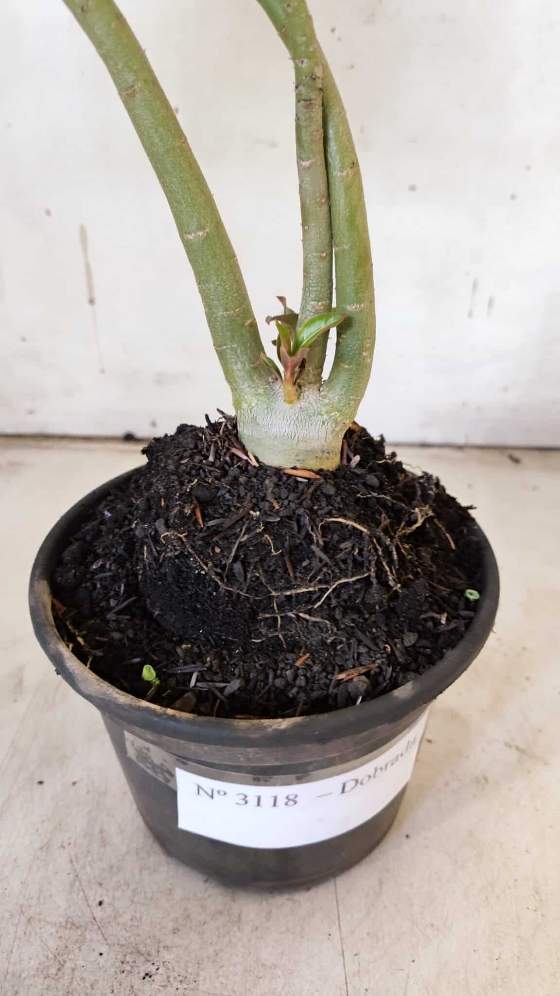 Planta Dobrada 3118 – 30cm – 02 anos