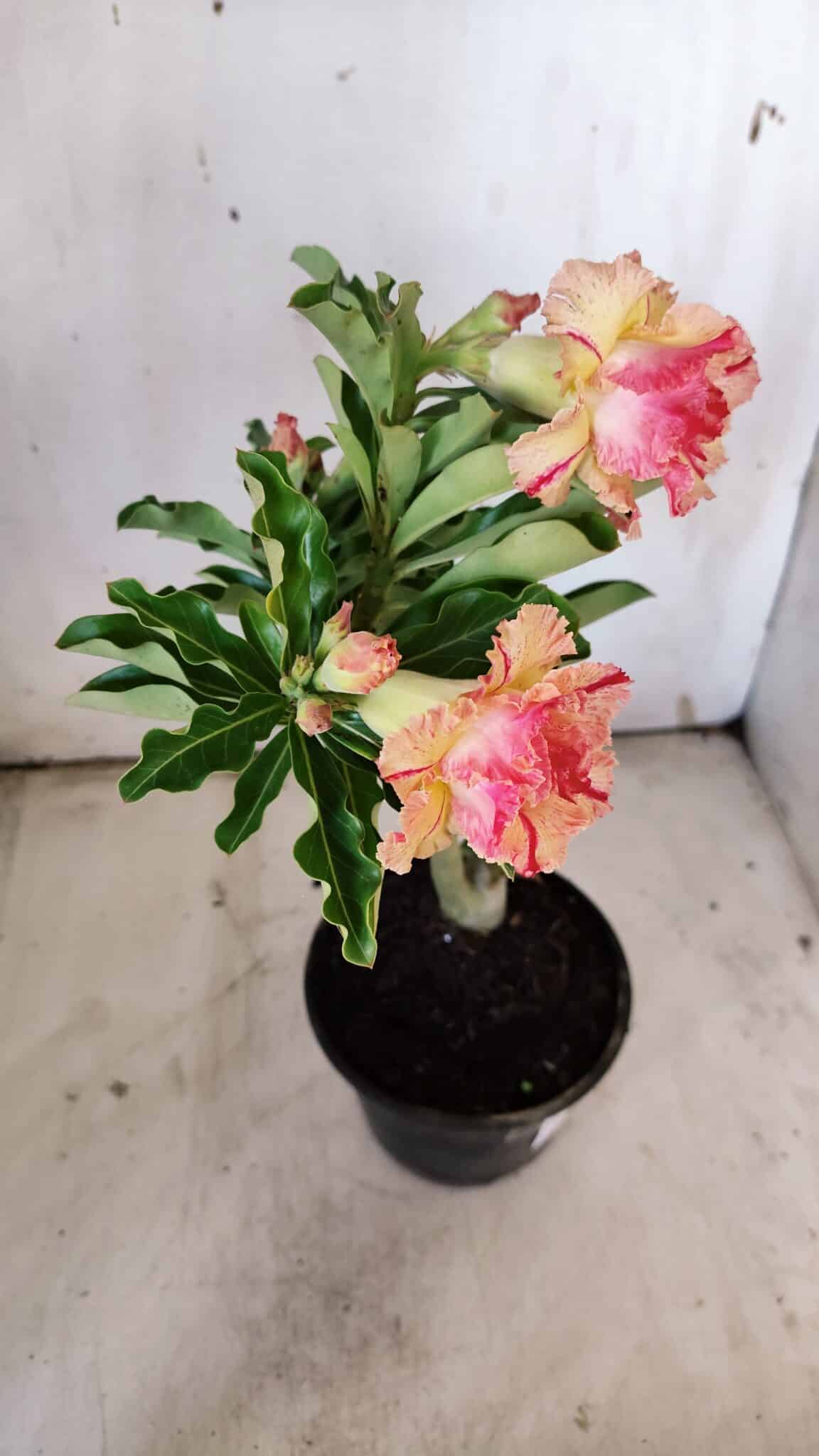 Planta Dobrada 3118 – 30cm – 02 anos