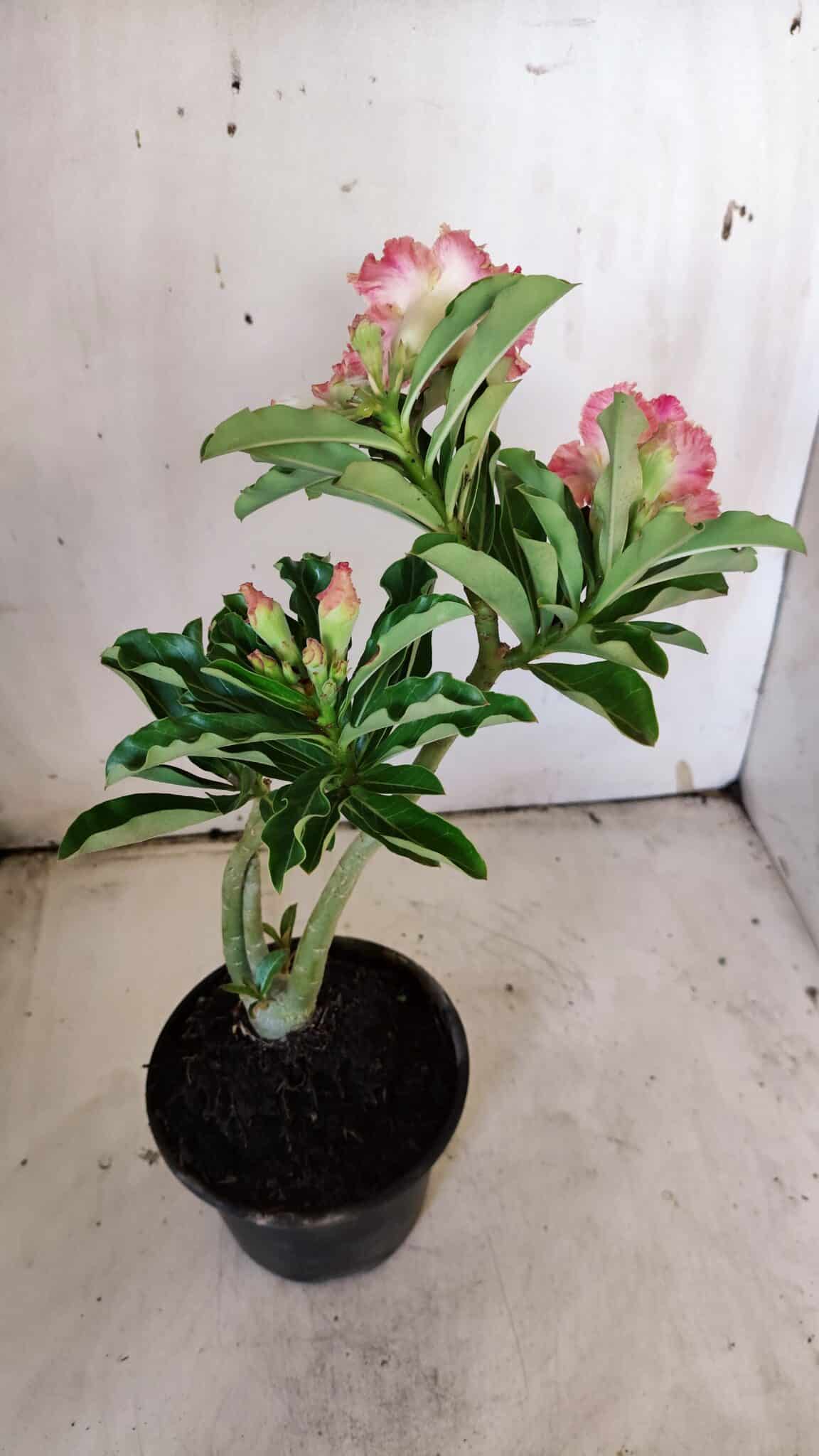 Planta Dobrada 3118 – 30cm – 02 anos