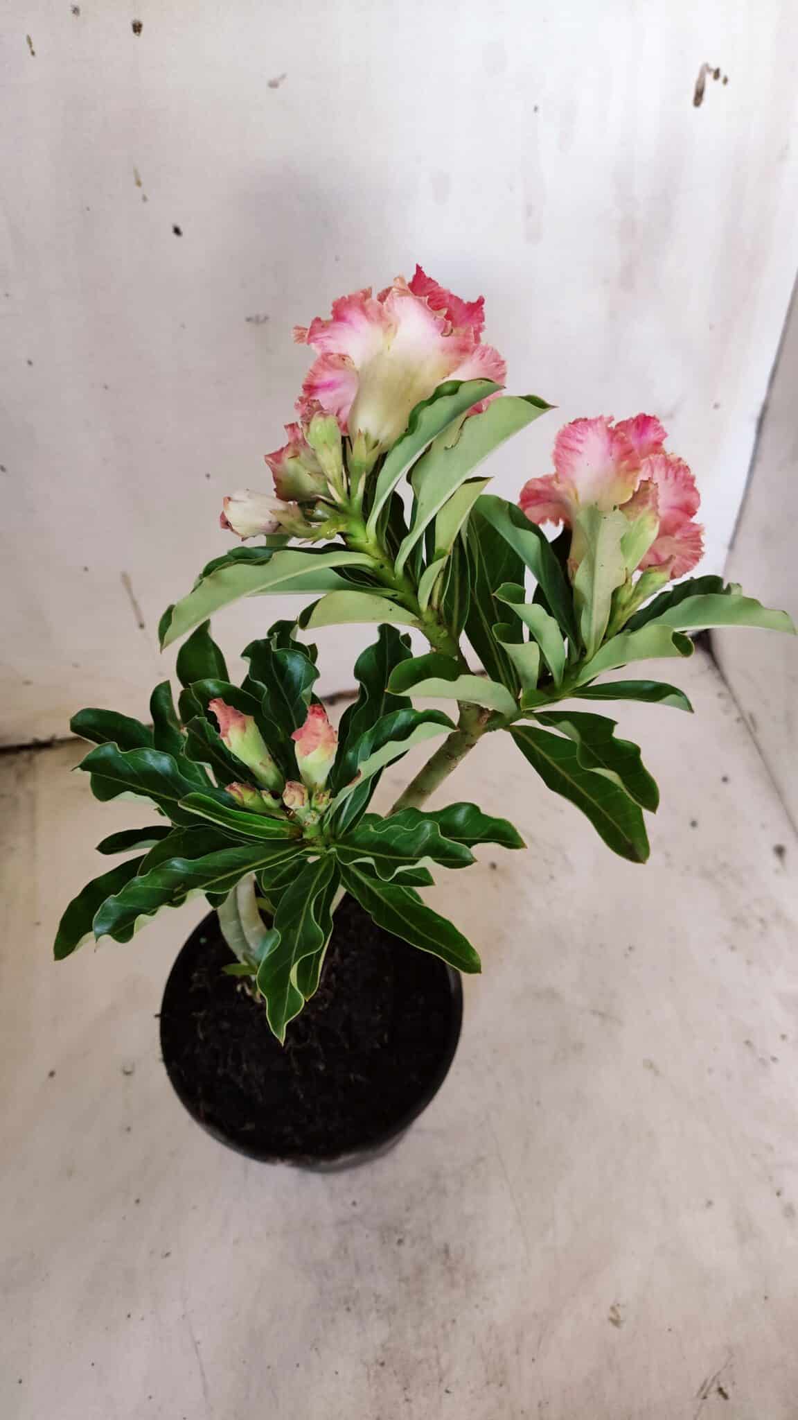 Planta Dobrada 3118 – 30cm – 02 anos