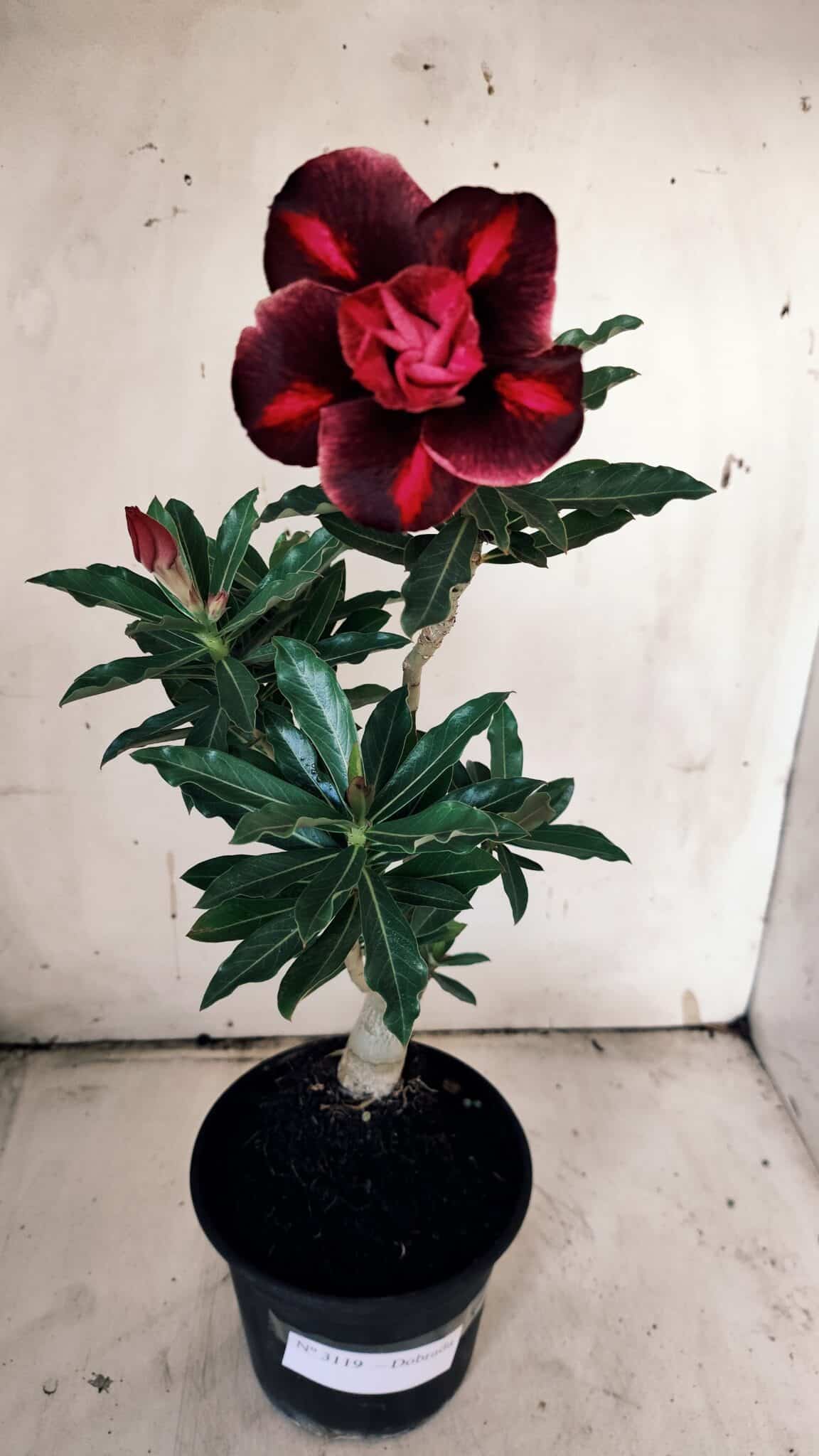 Planta Dobrada 3119 – 30cm – 02 anos