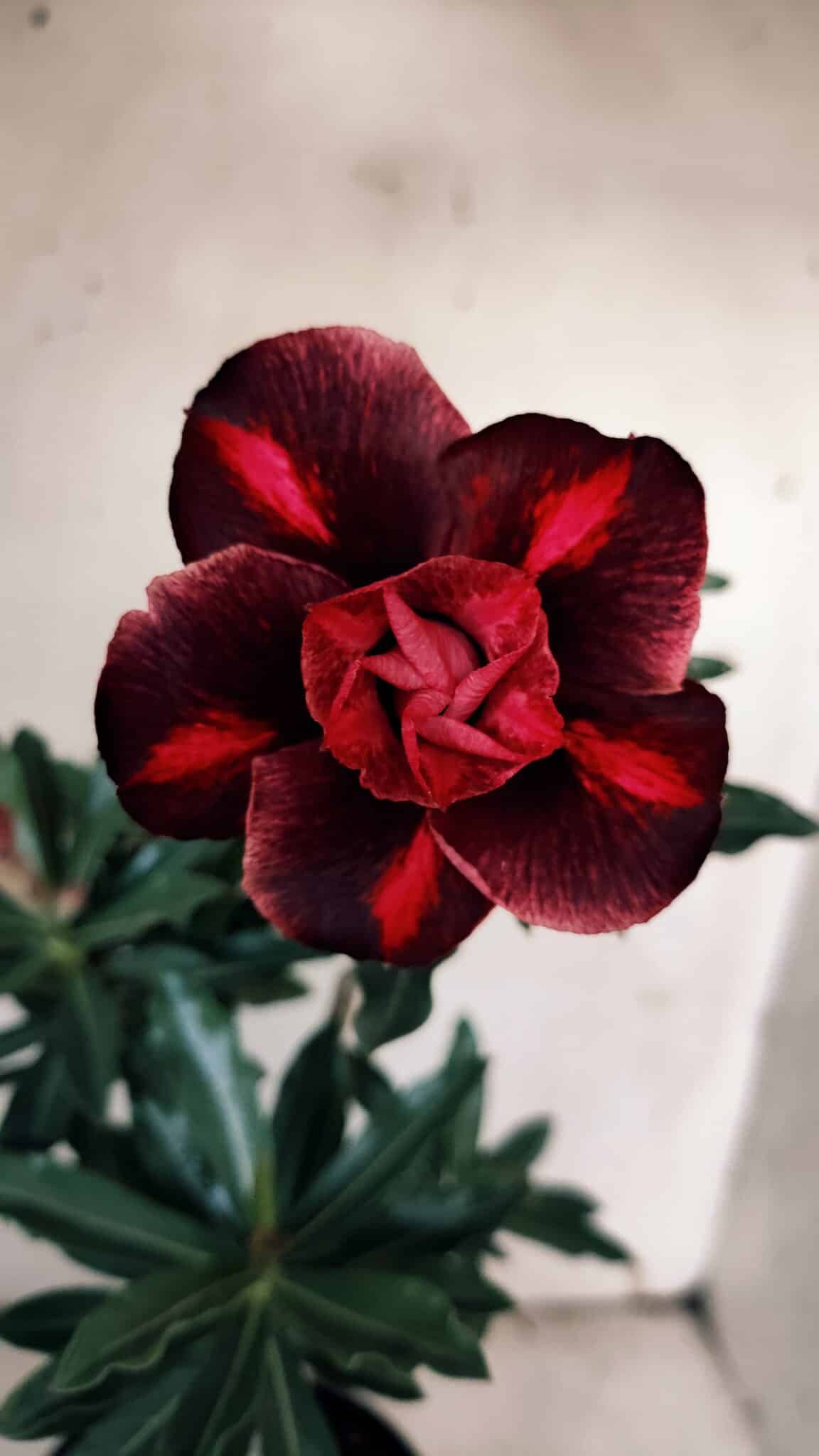 Planta Dobrada 3119 – 30cm – 02 anos