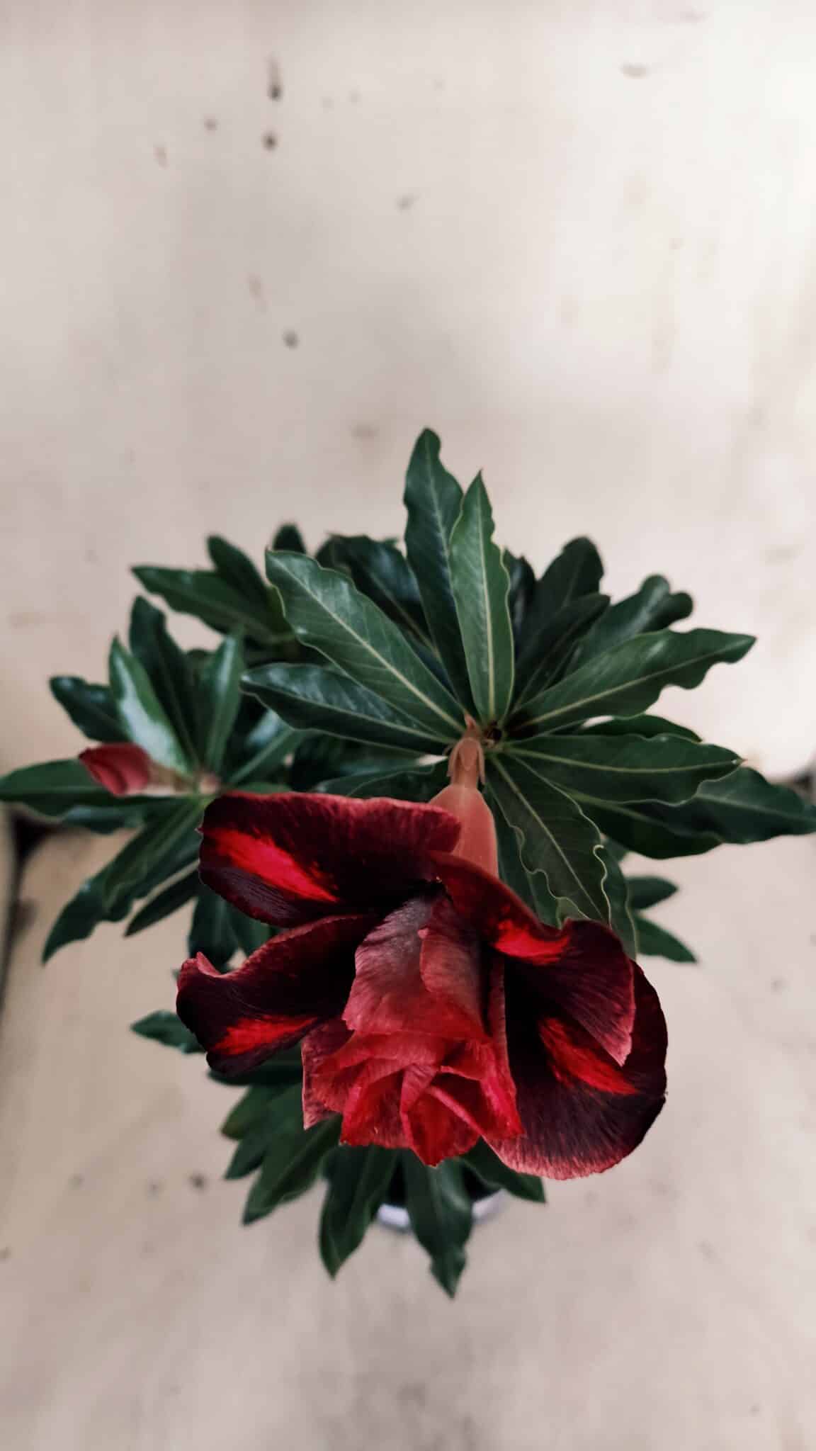 Planta Dobrada 3119 – 30cm – 02 anos