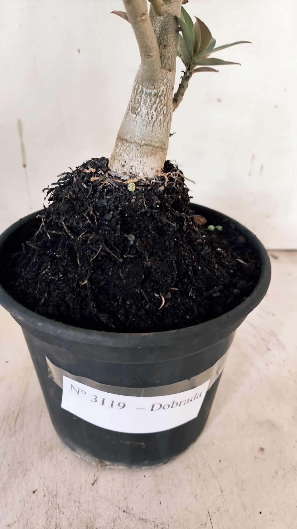 Planta Dobrada 3119 – 30cm – 02 anos