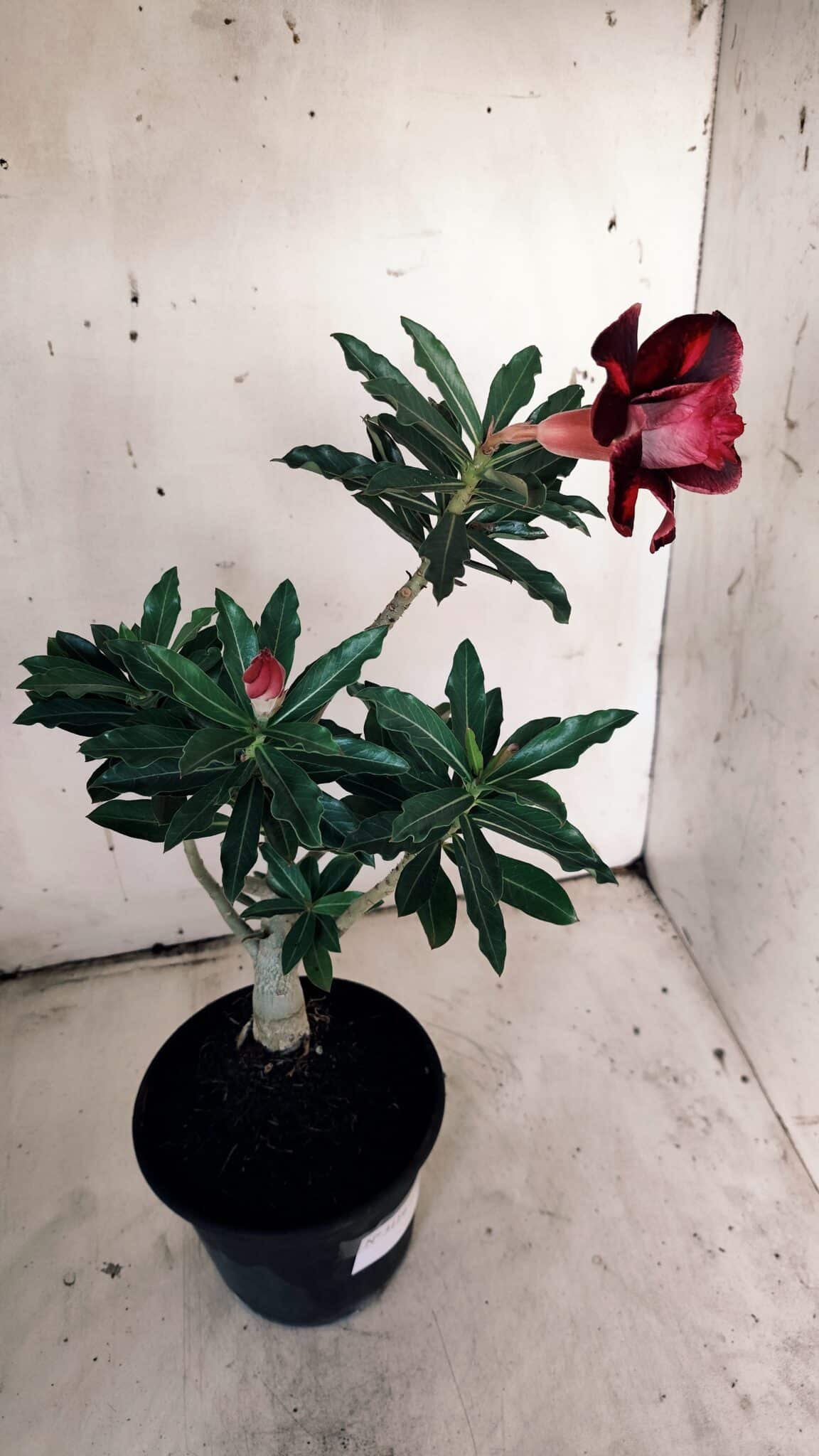 Planta Dobrada 3119 – 30cm – 02 anos