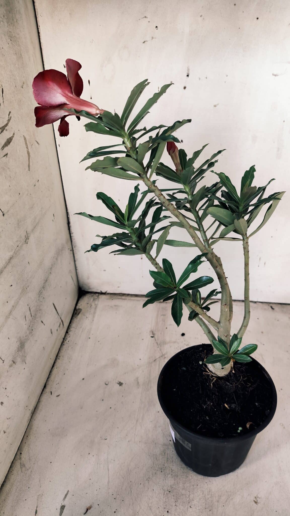 Planta Dobrada 3119 – 30cm – 02 anos