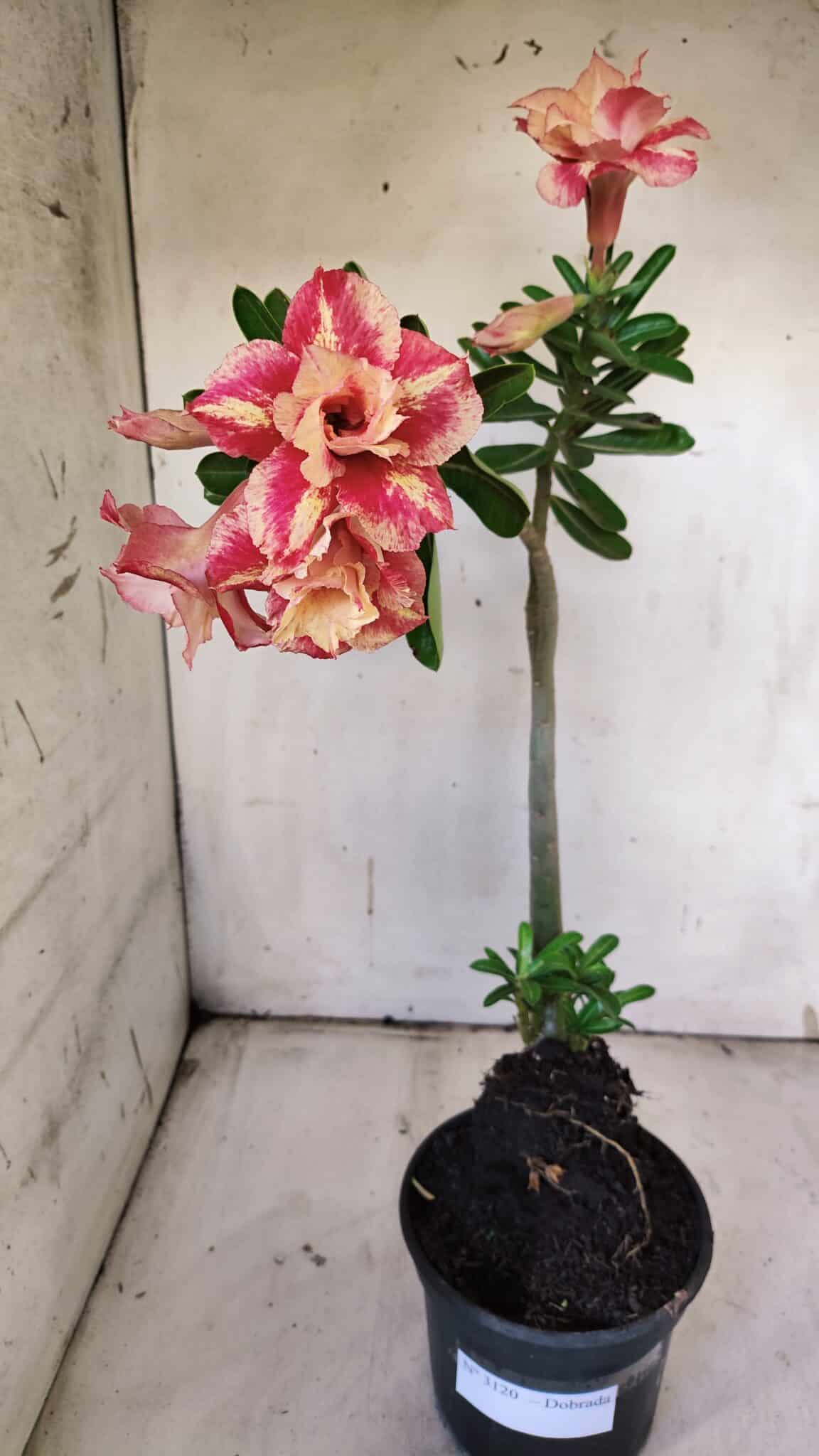Planta Dobrada 3120 – 35cm – 03 anos
