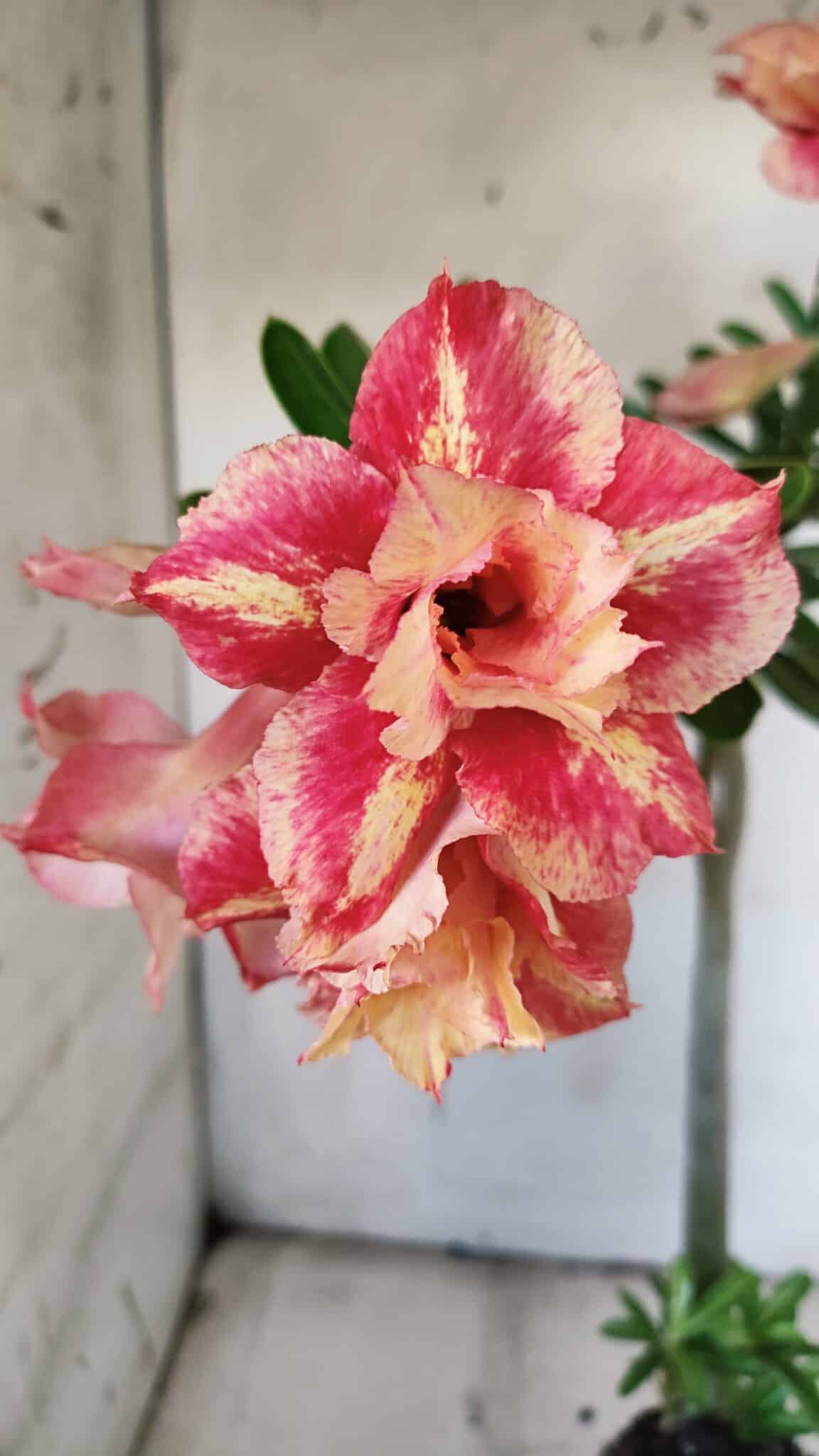 Planta Dobrada 3120 – 35cm – 03 anos