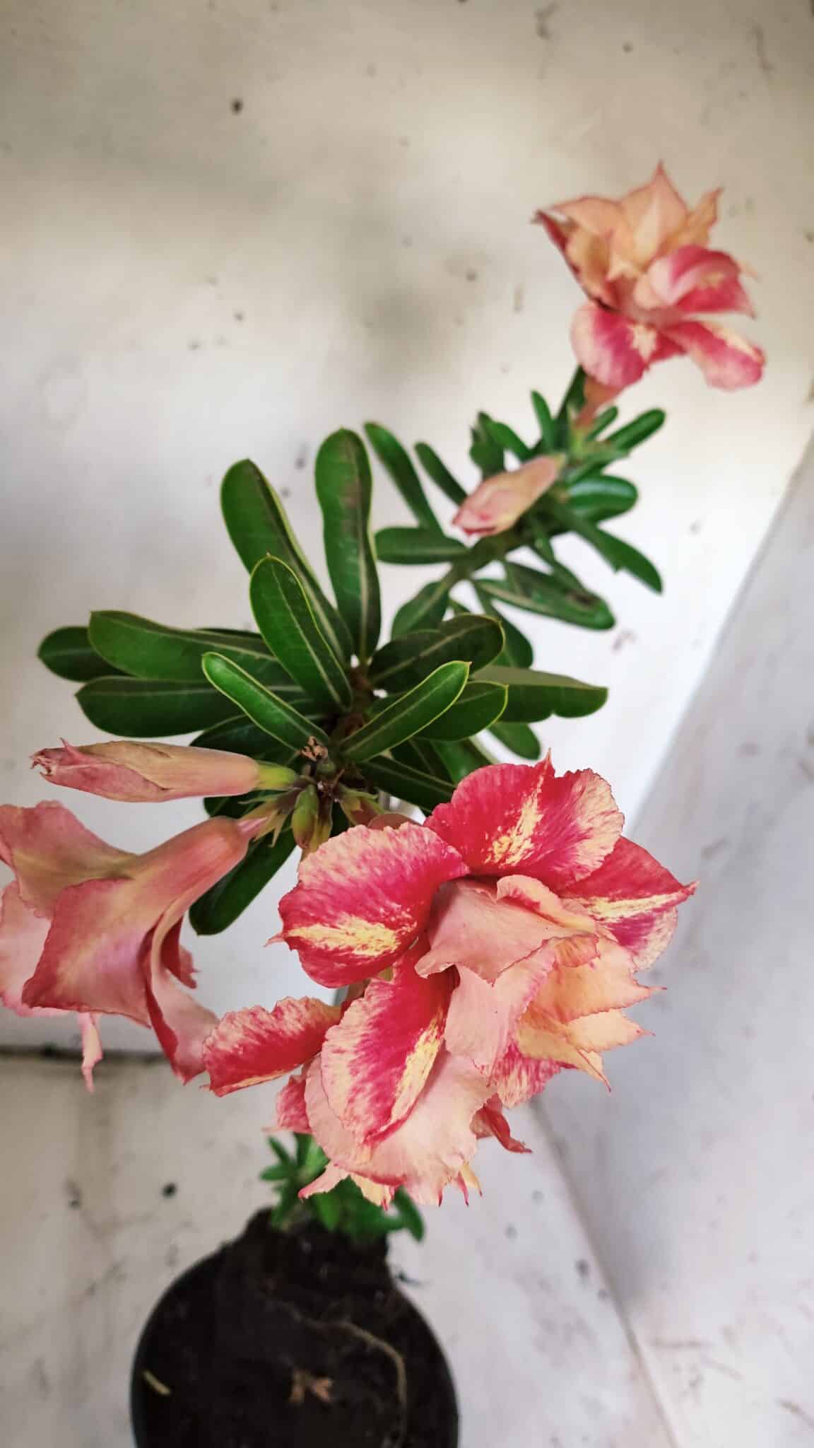 Planta Dobrada 3120 – 35cm – 03 anos