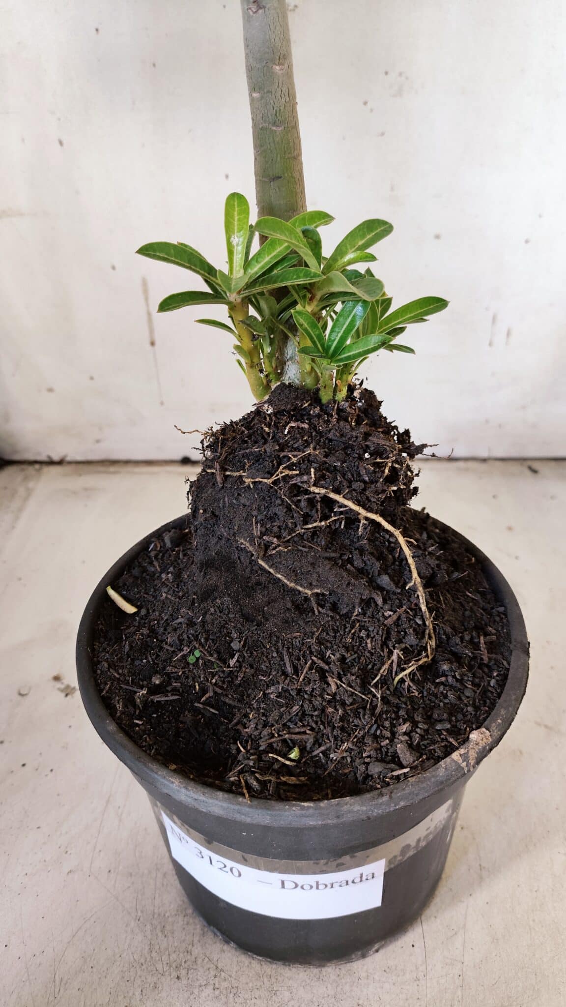 Planta Dobrada 3120 – 35cm – 03 anos