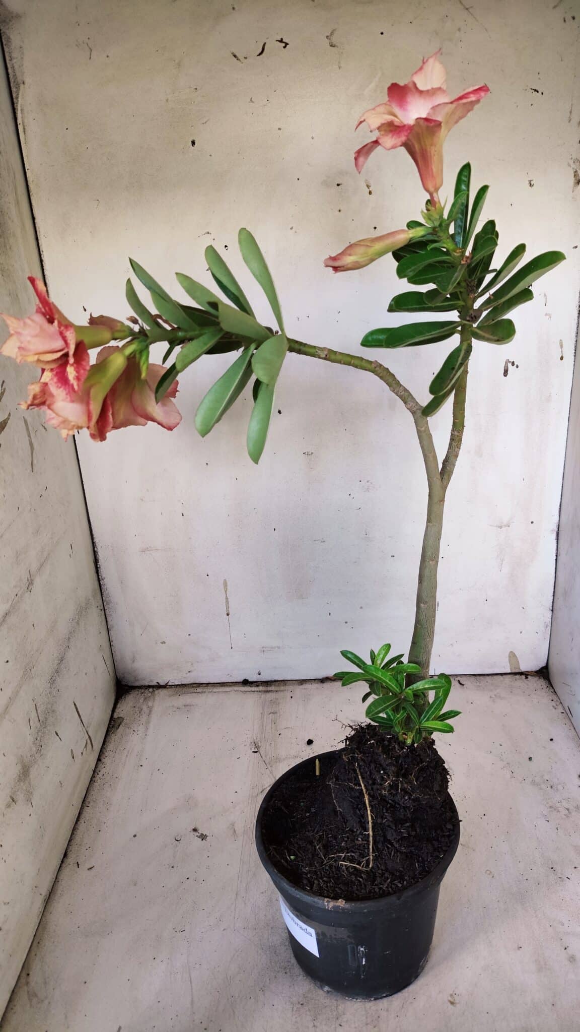 Planta Dobrada 3120 – 35cm – 03 anos