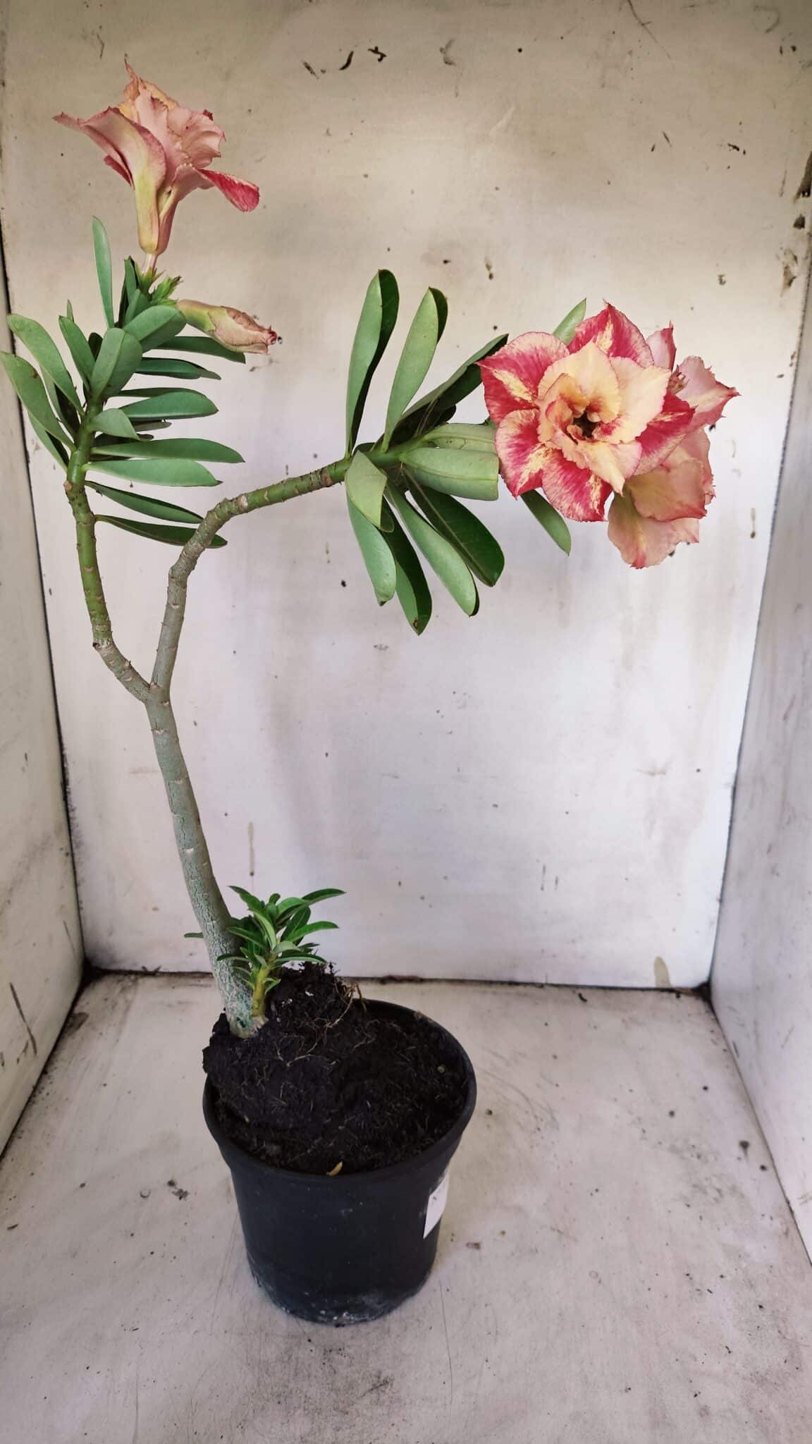 Planta Dobrada 3120 – 35cm – 03 anos
