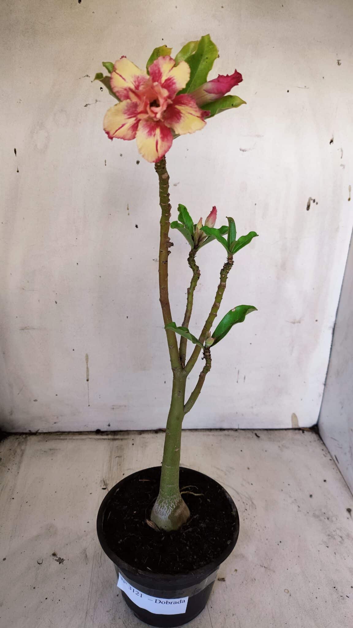 Planta Dobrada 3121 – 35cm – 03 anos
