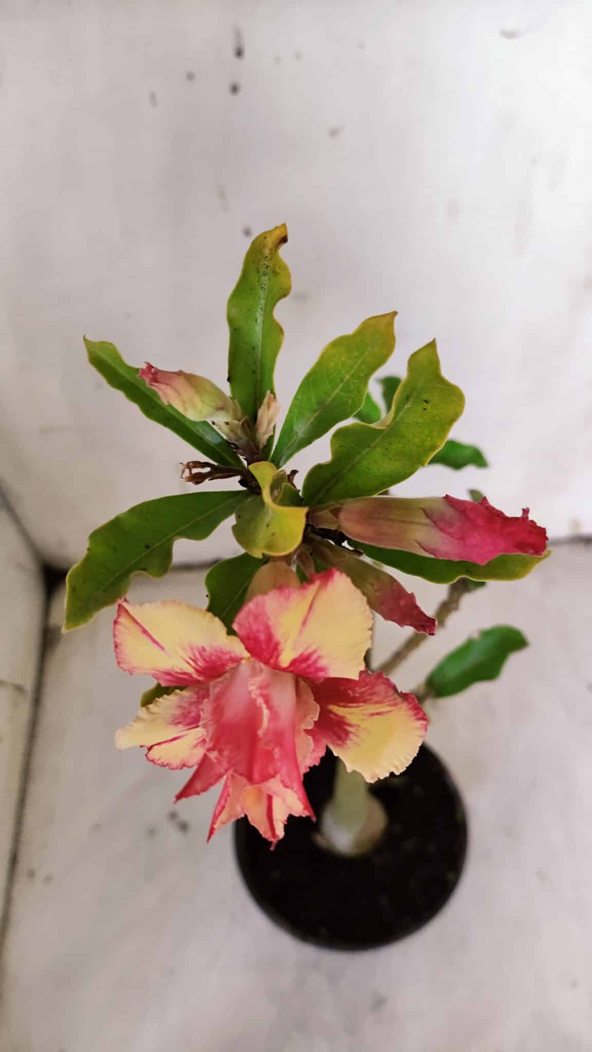 Planta Dobrada 3121 – 35cm – 03 anos