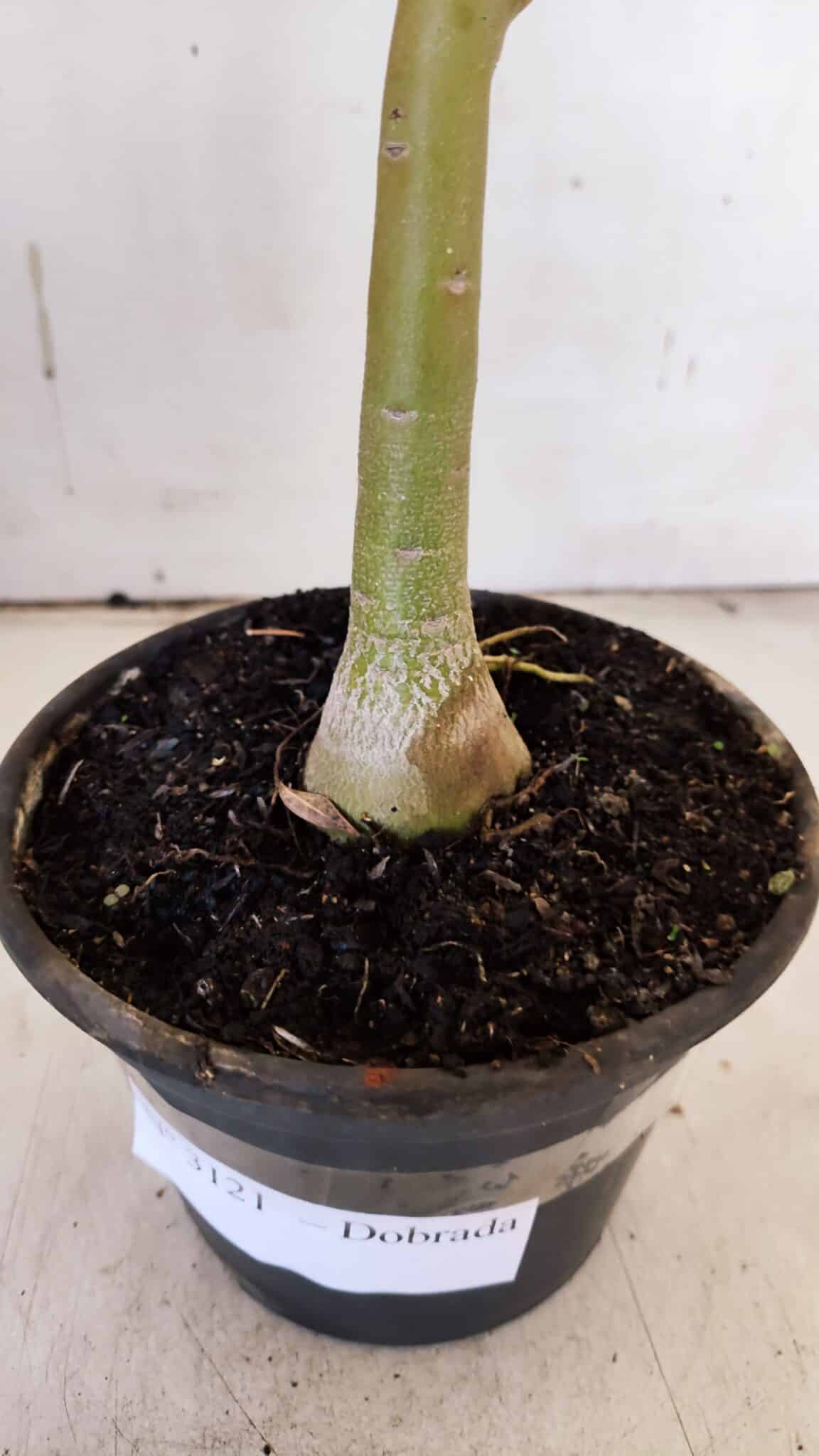 Planta Dobrada 3121 – 35cm – 03 anos