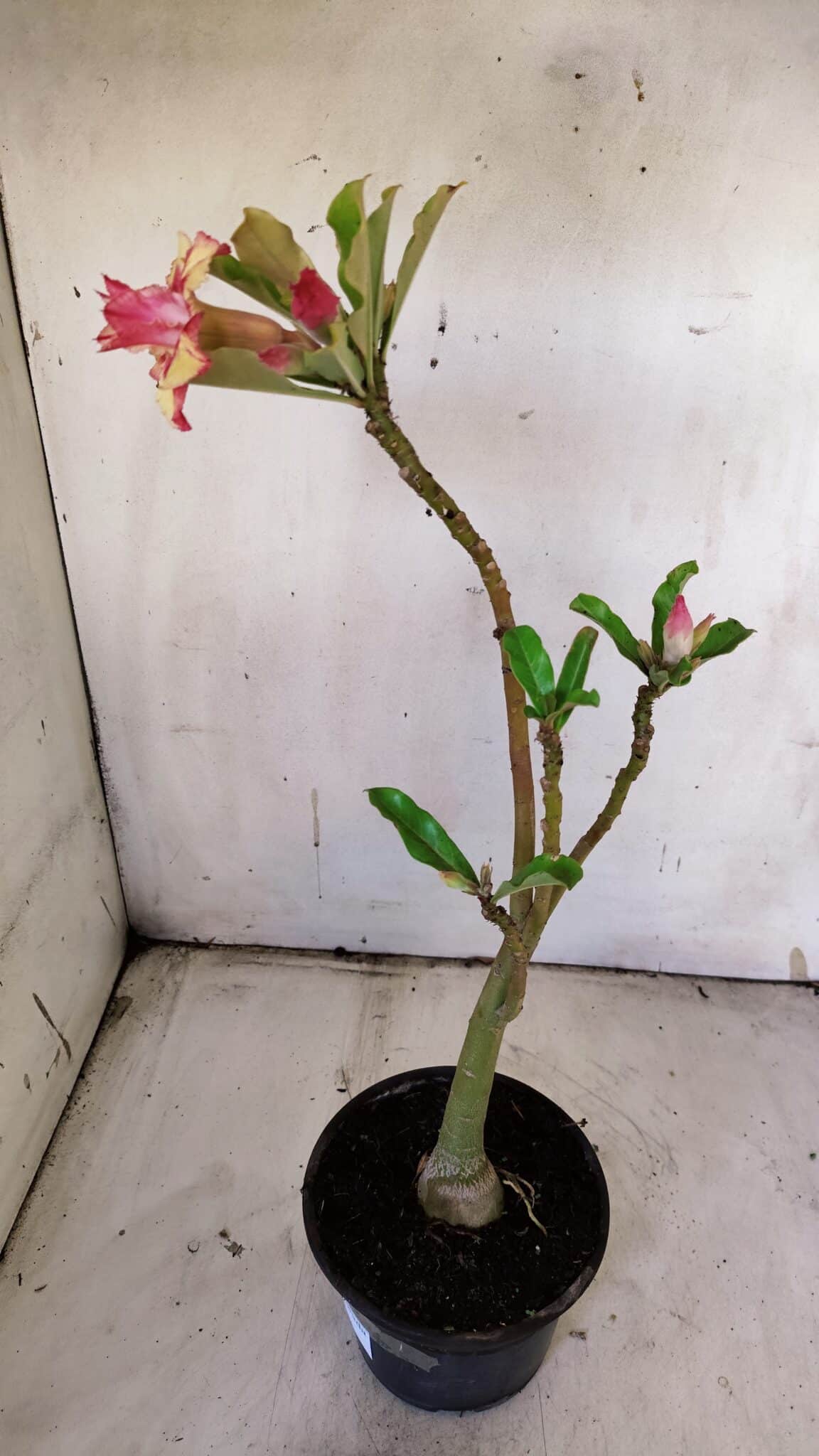 Planta Dobrada 3121 – 35cm – 03 anos