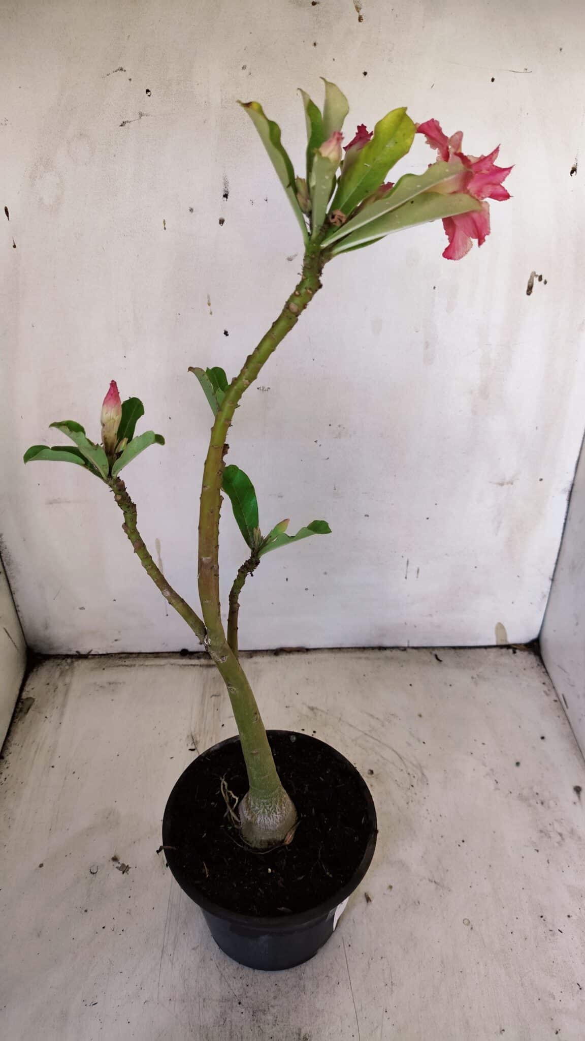 Planta Dobrada 3121 – 35cm – 03 anos