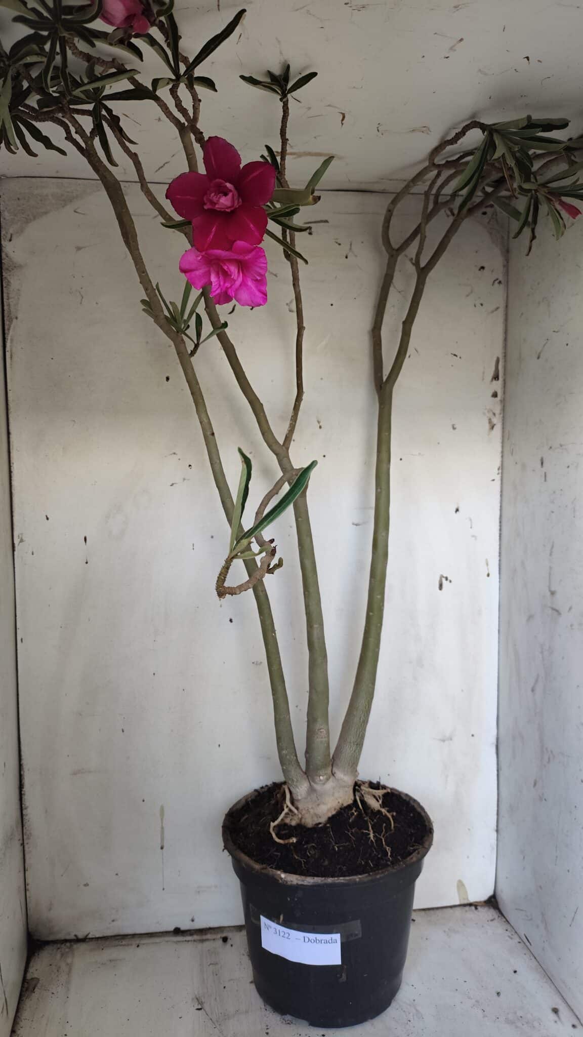 Planta Dobrada 3122 – 70cm – 05 anos